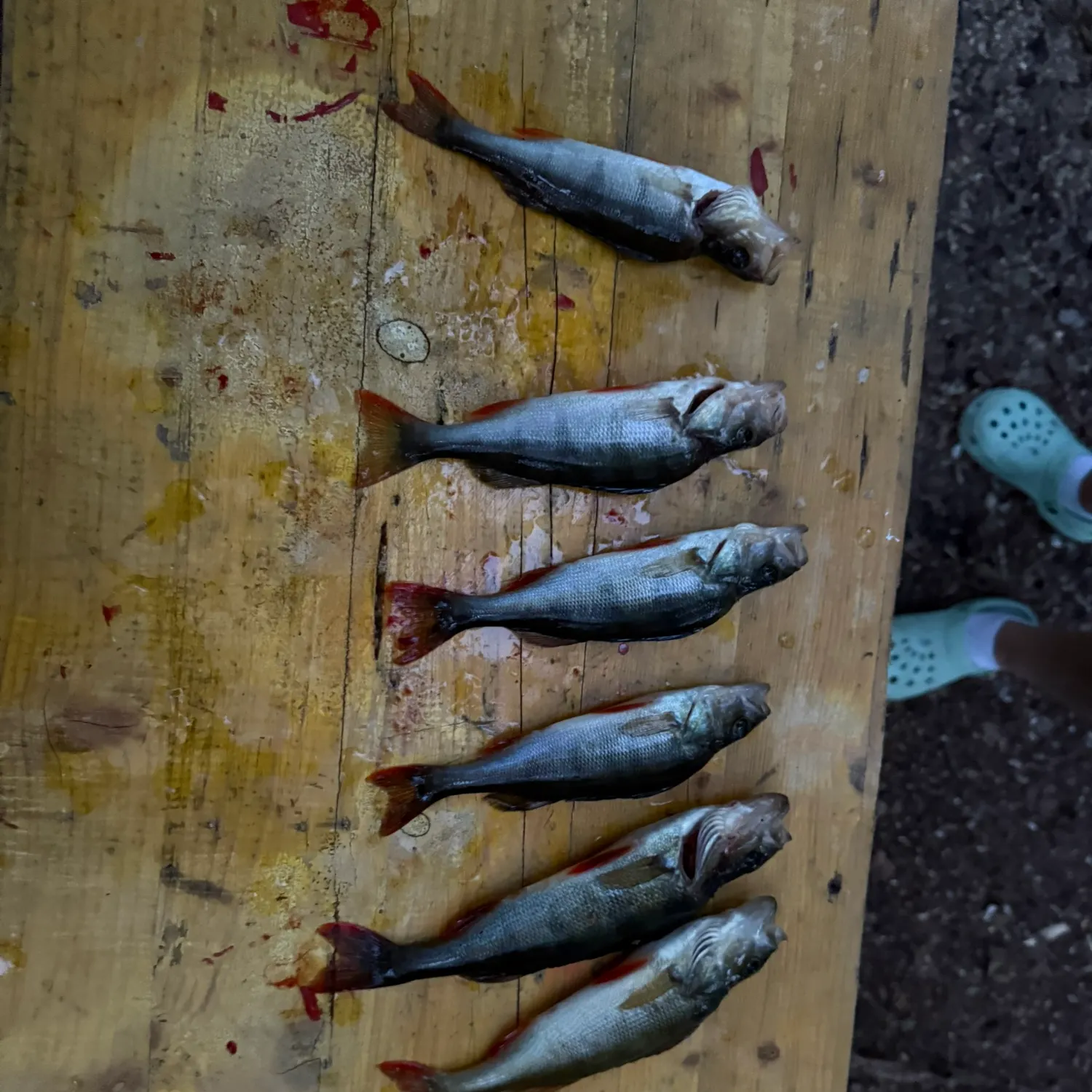 recently logged catches