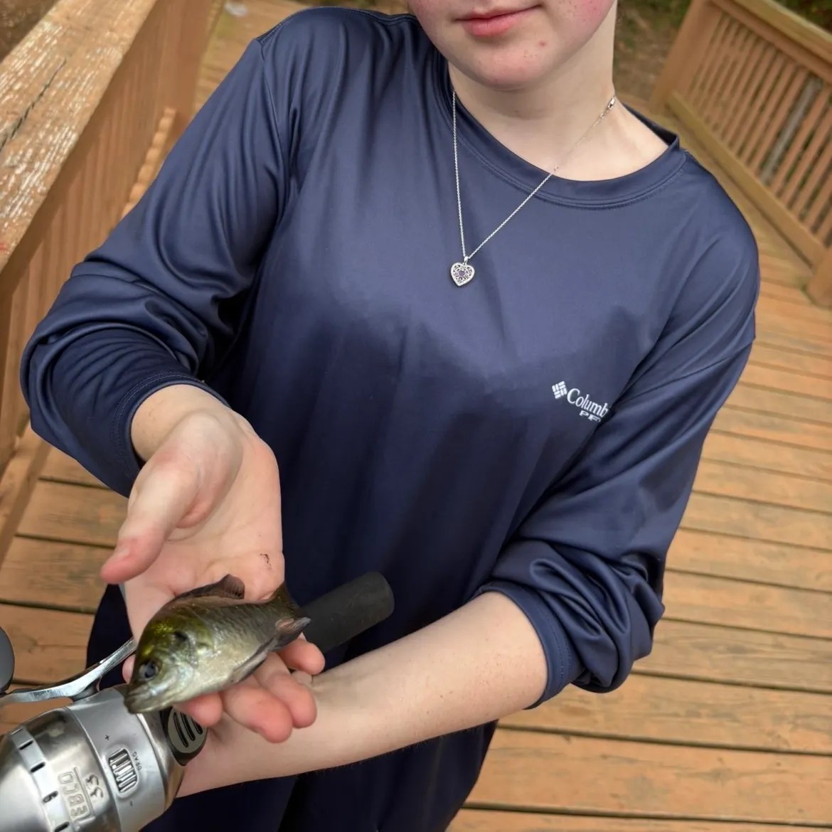 Bluegill caught on Fishbrain