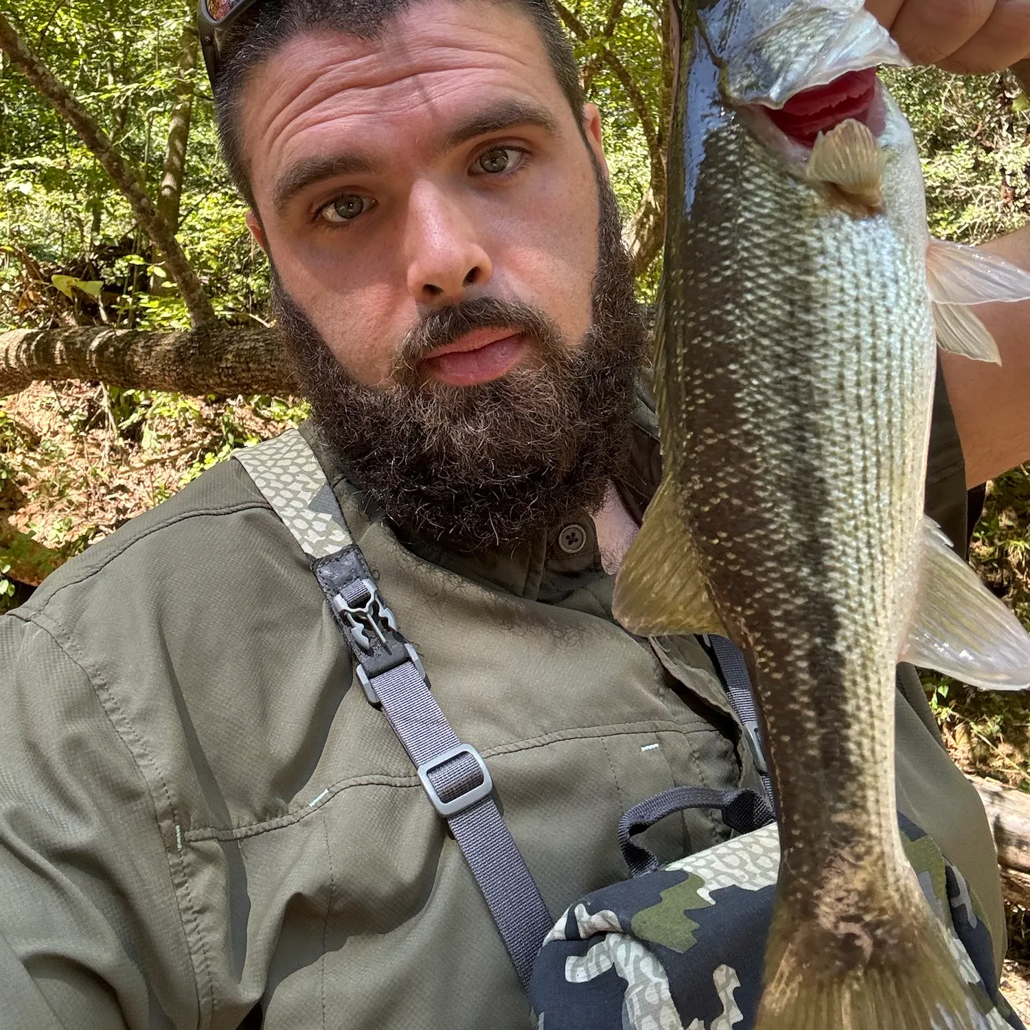 Spotted bass caught on Fishbrain