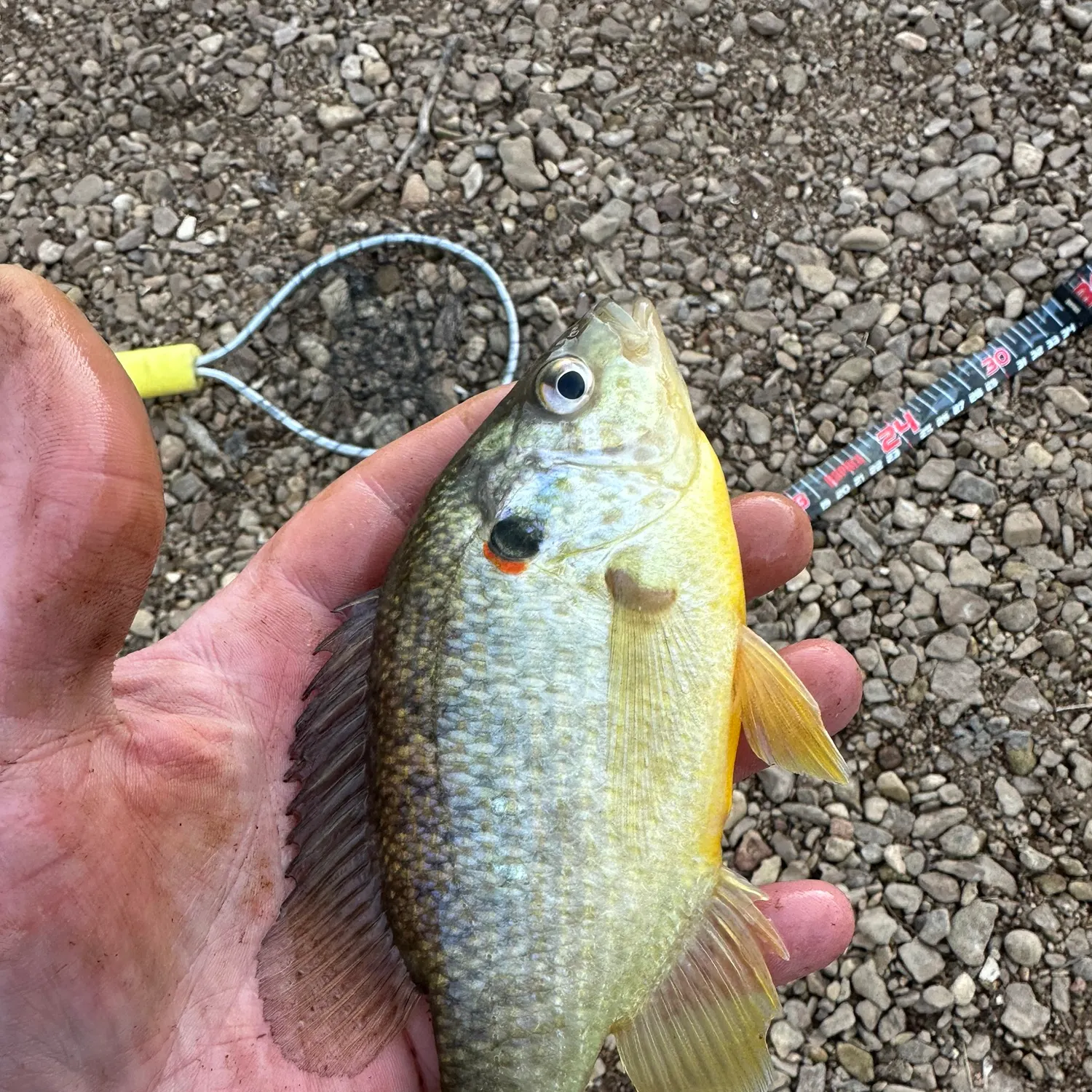 The most recent Redear sunfish catches on Fishbrain