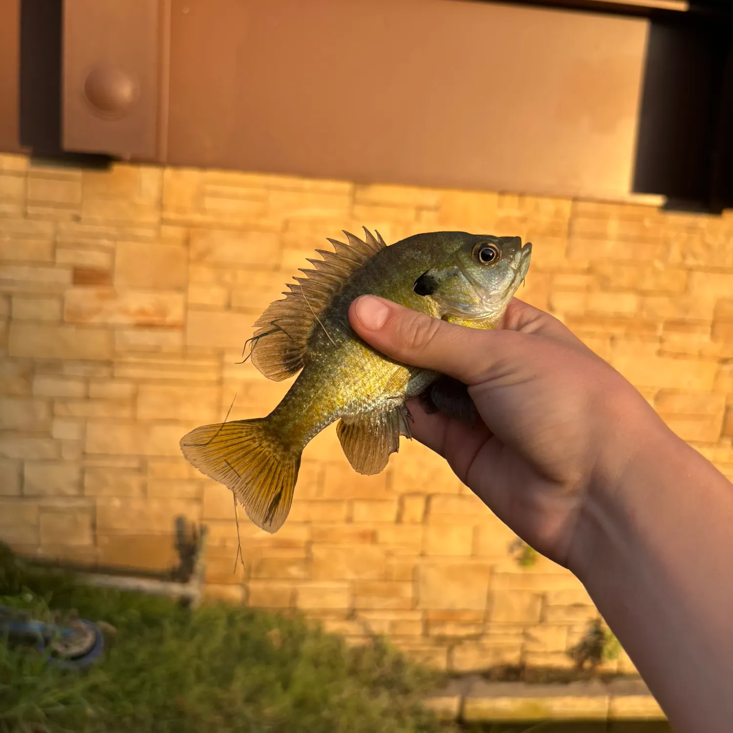 Bluegill caught on Fishbrain