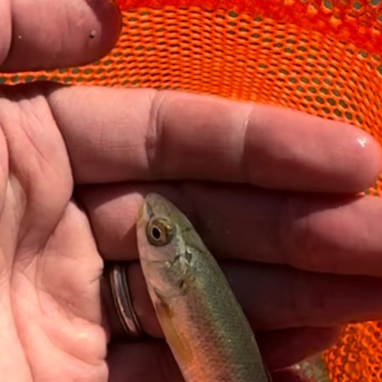 The most recent Round whitefish catches on Fishbrain