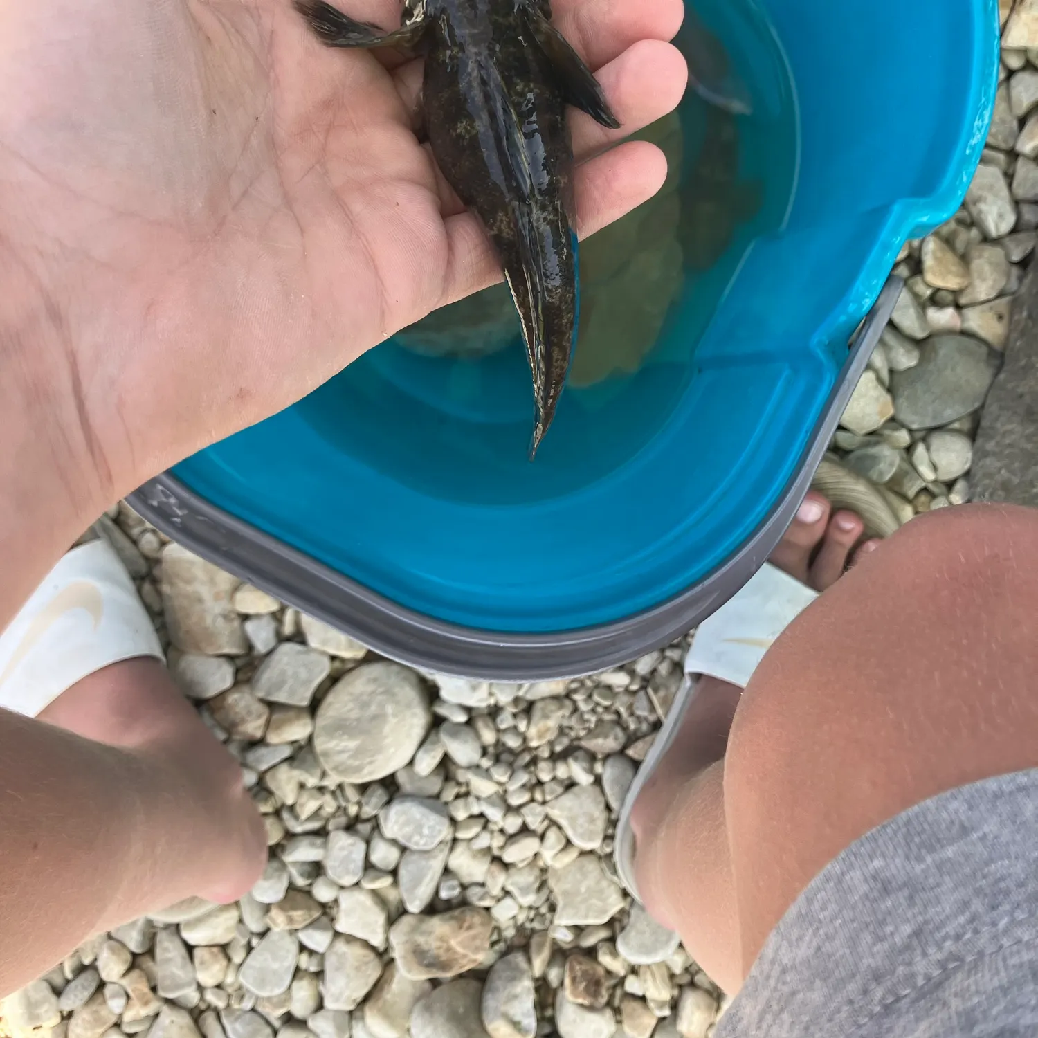The most recent Giant goby catches on Fishbrain