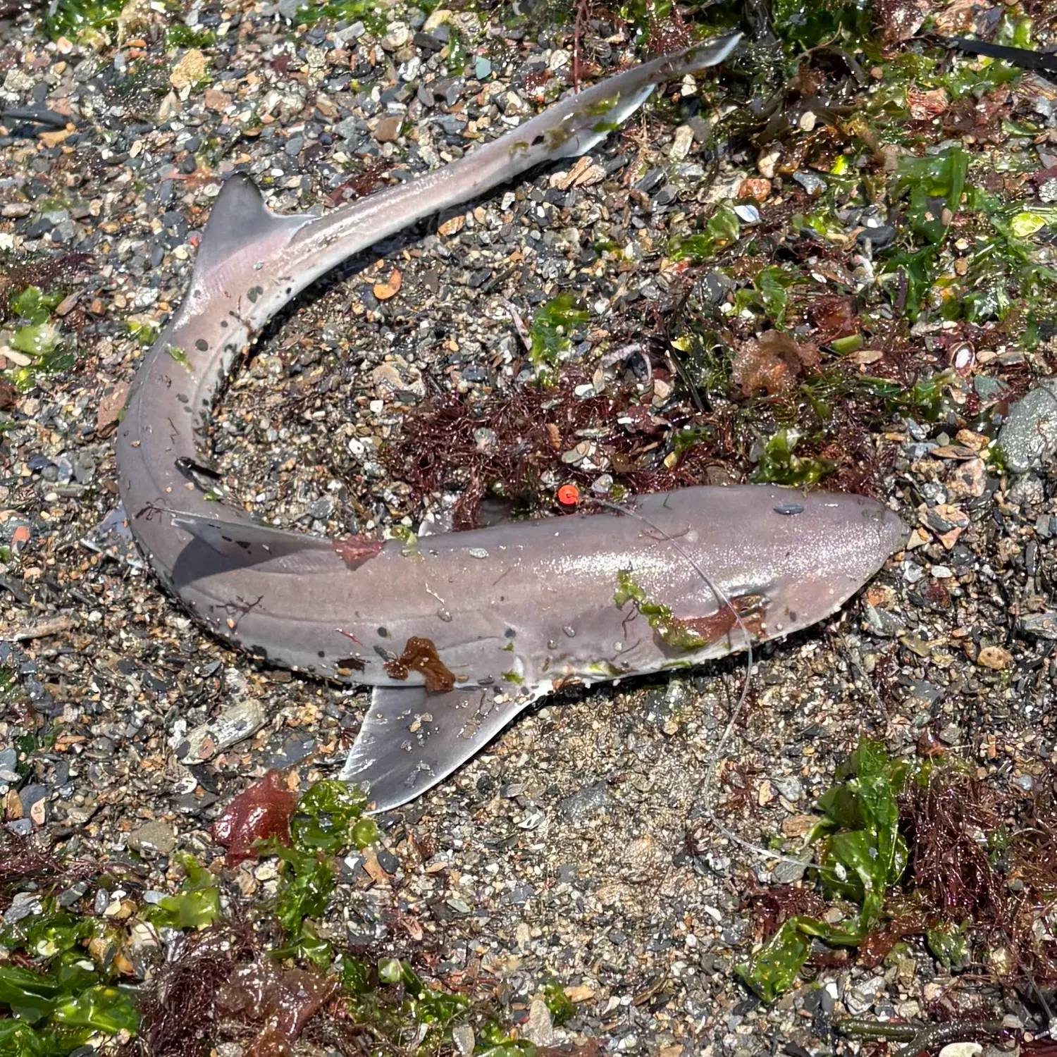 The most recent Cuban dogfish catches on Fishbrain