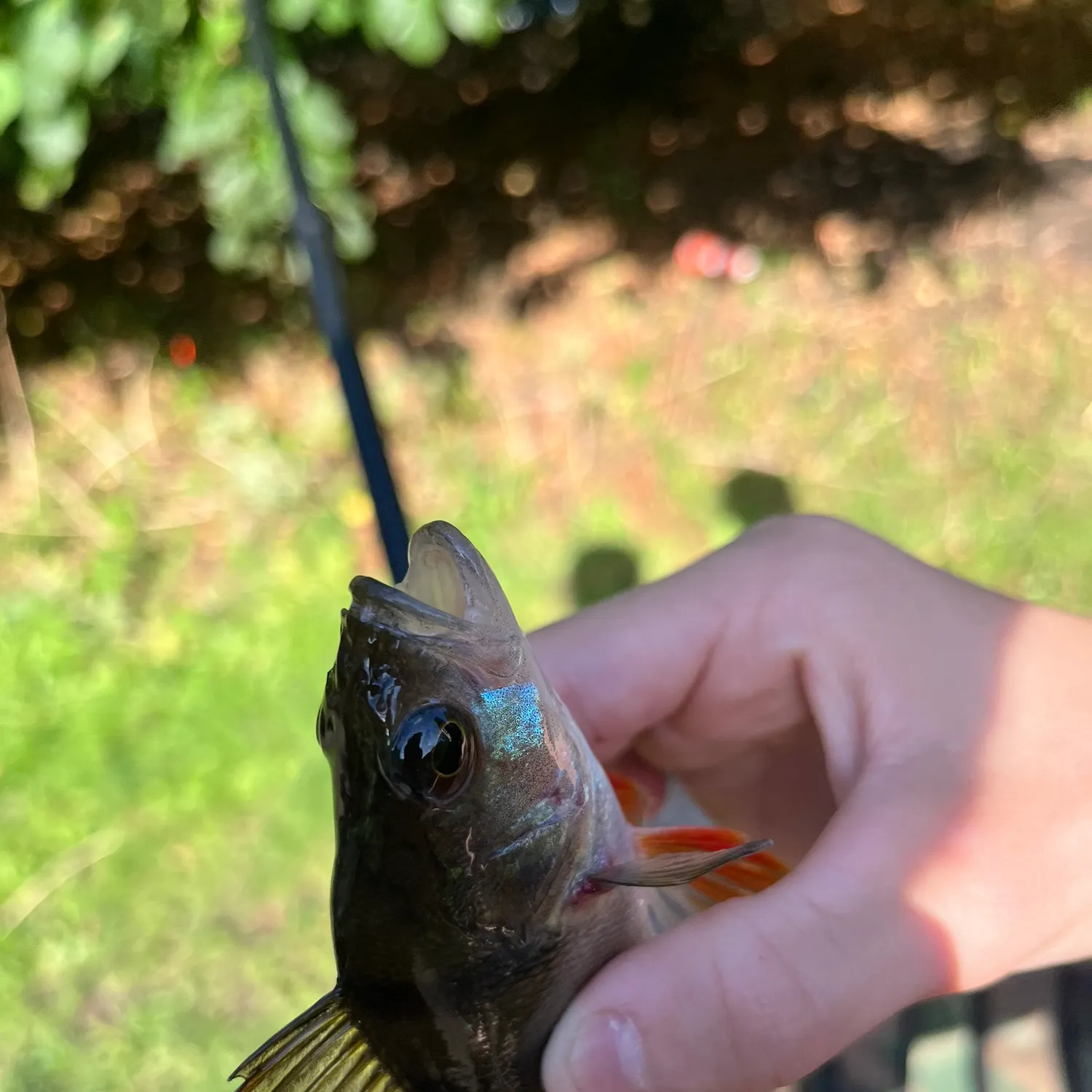 European perch caught on Fishbrain