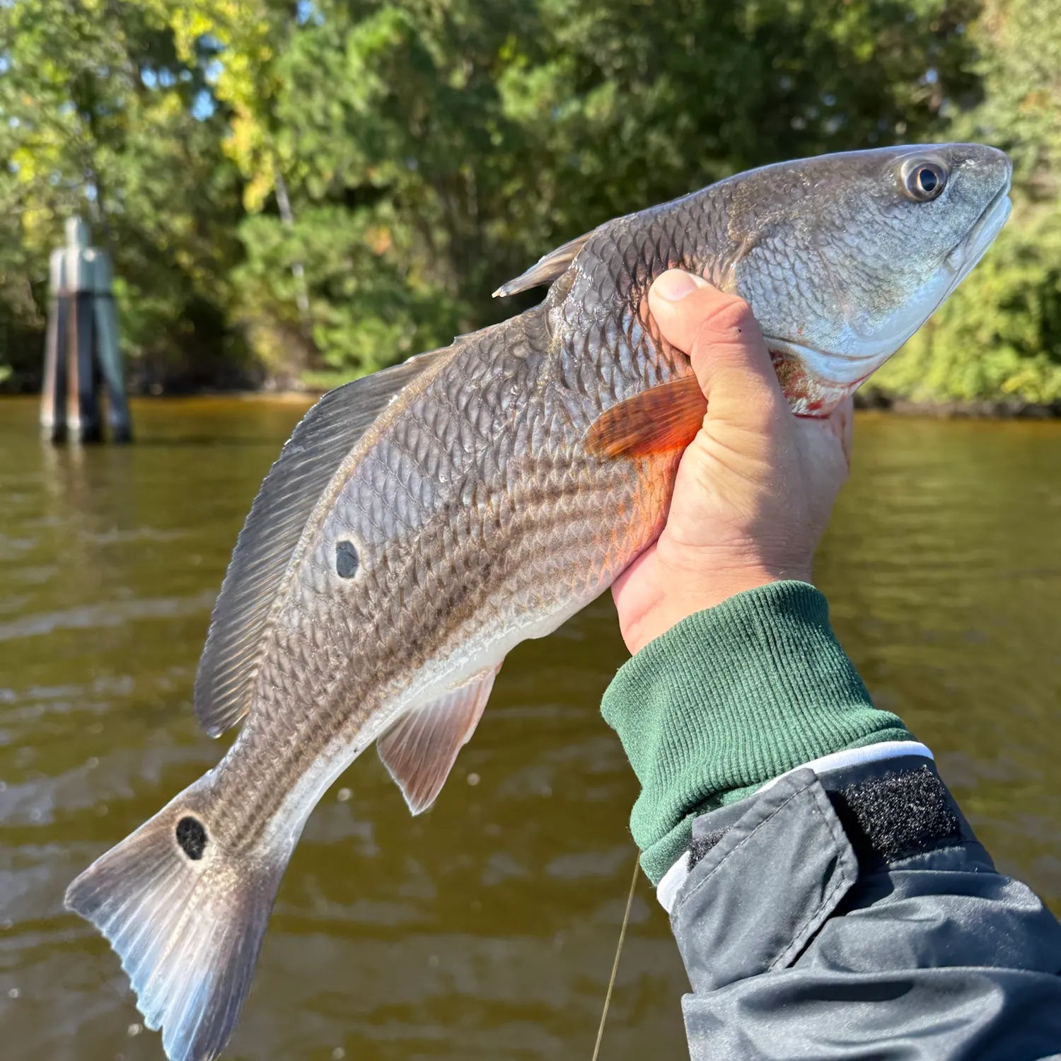 Red drum caught on Fishbrain