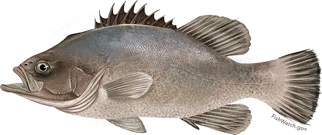 Wreckfish grouper