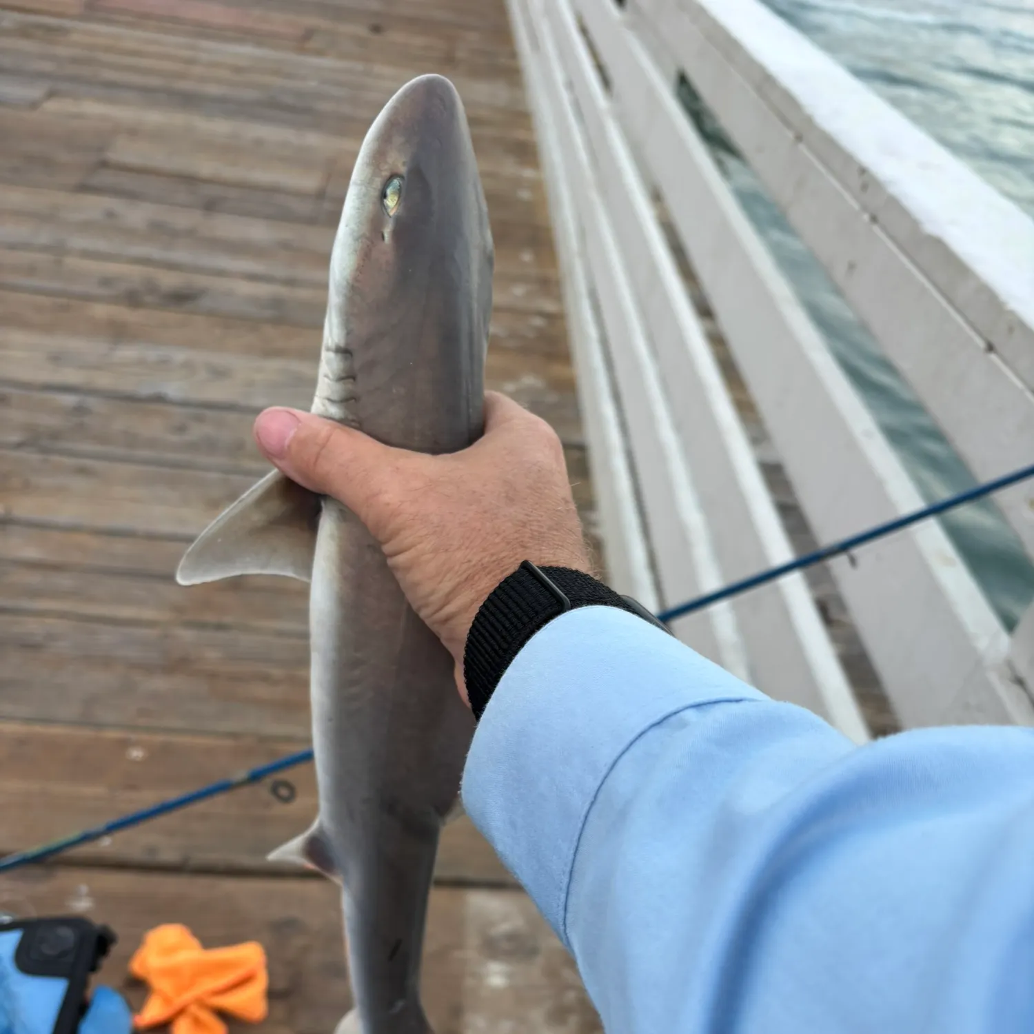 The most recent Grey smooth-hound catches on Fishbrain