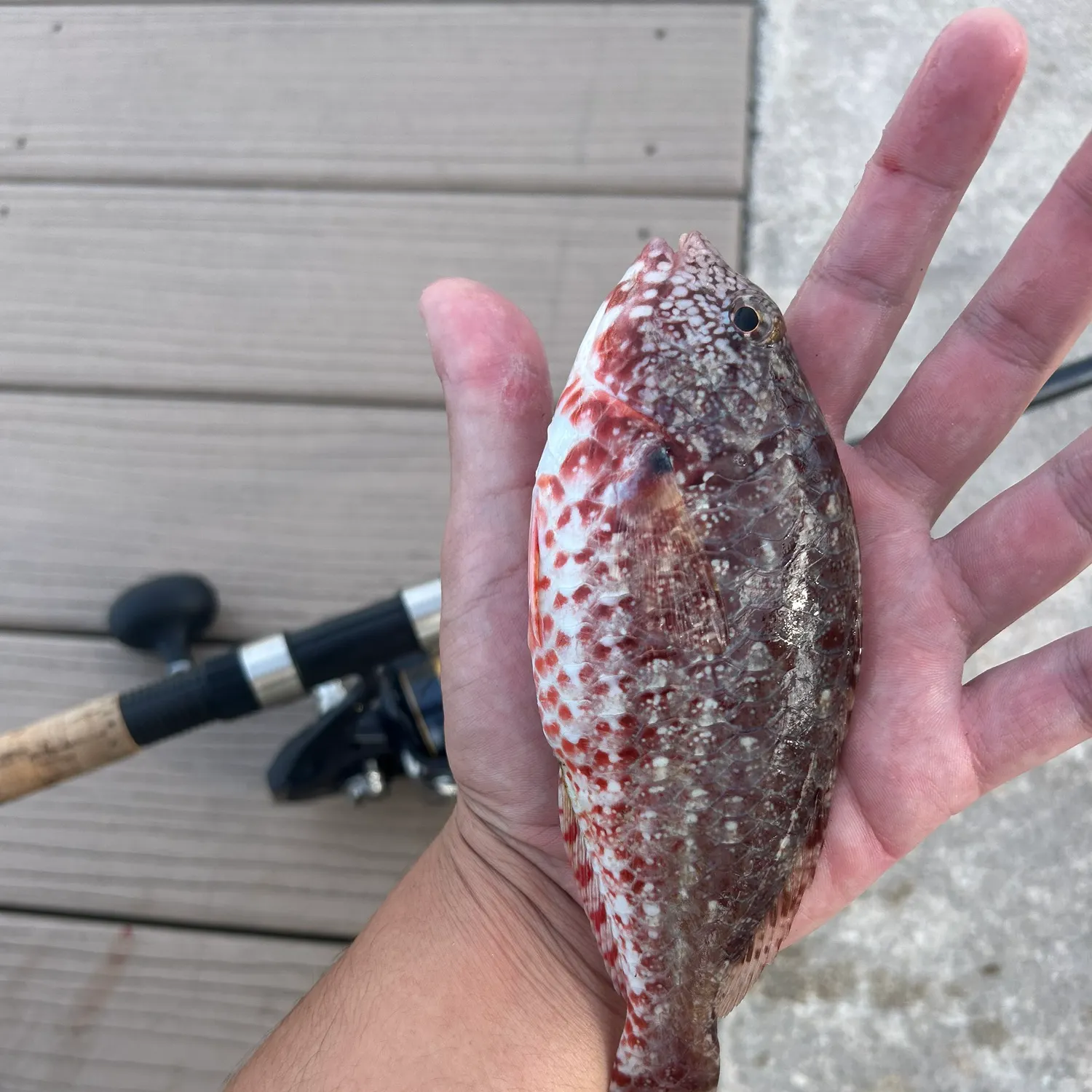 The most recent Japanese parrotfish catches on Fishbrain