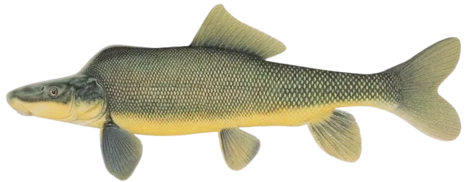 Razorback sucker