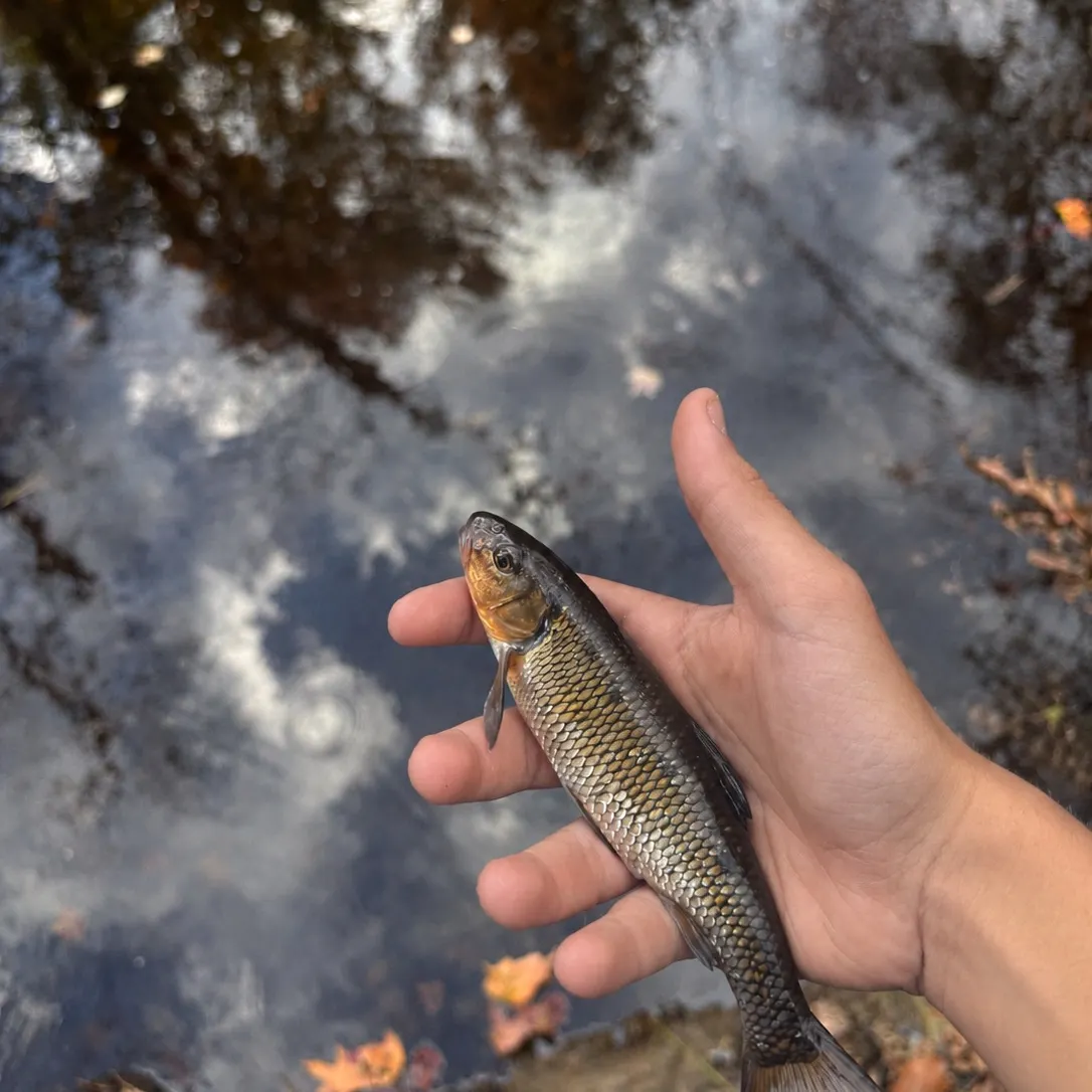 Fallfish caught on Fishbrain