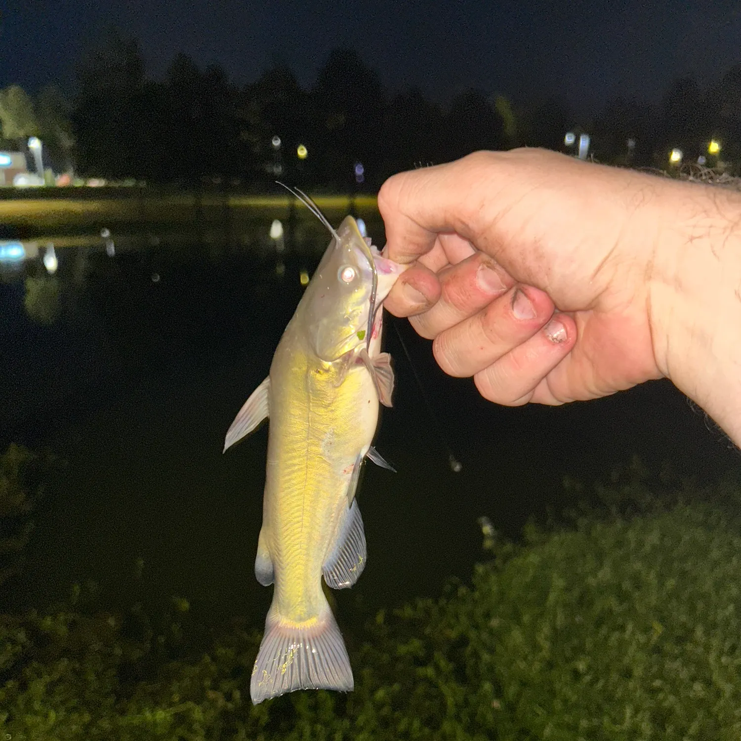 Yellow bullhead caught on Fishbrain