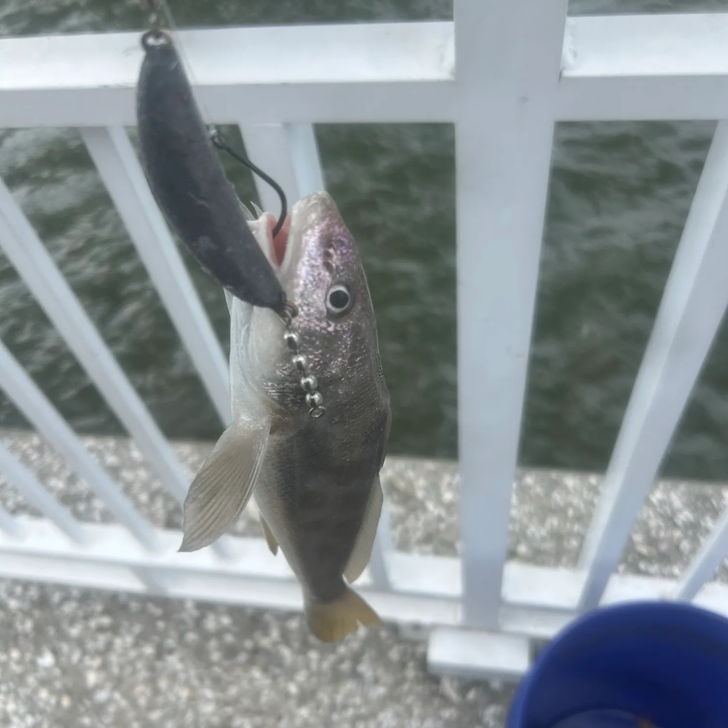 Atlantic croaker caught on Fishbrain