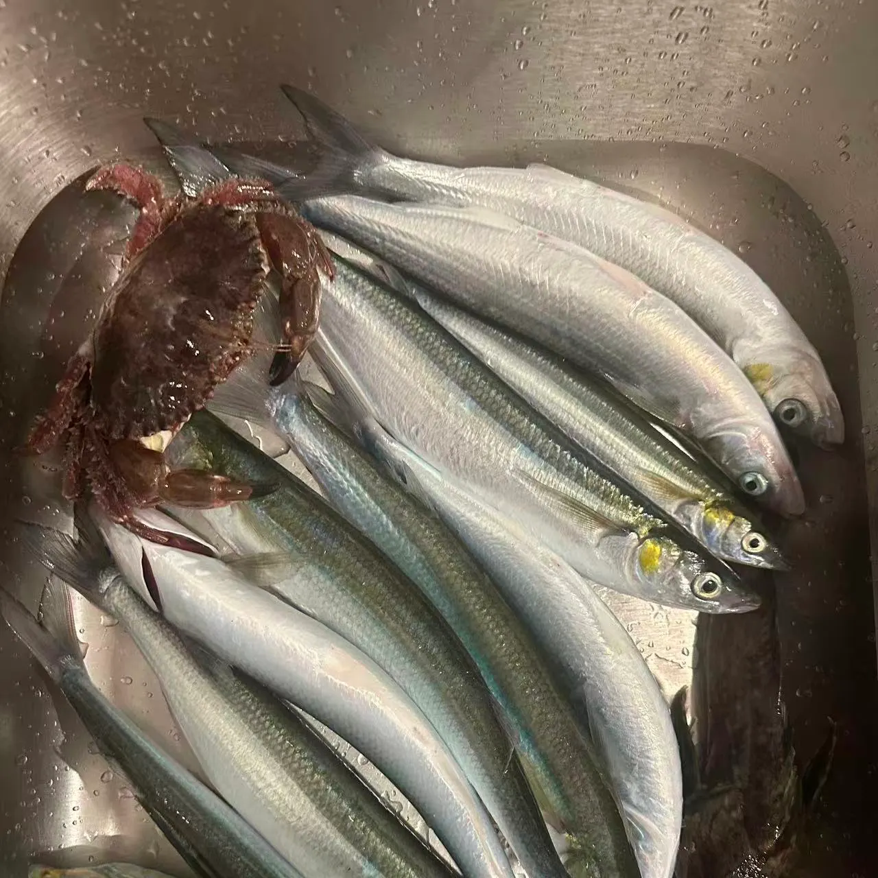 The most recent Cabezon catches on Fishbrain