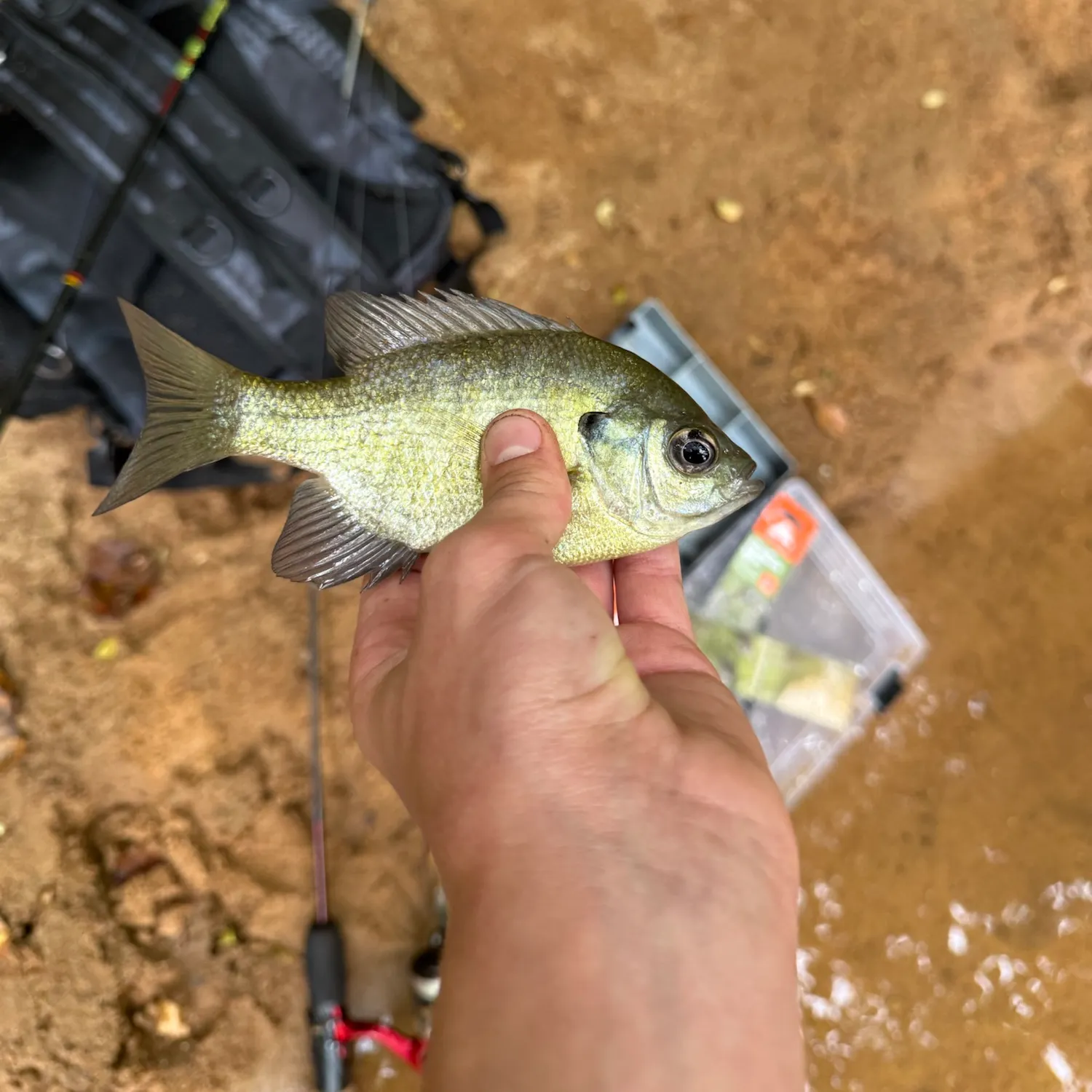 Bluegill caught on Fishbrain