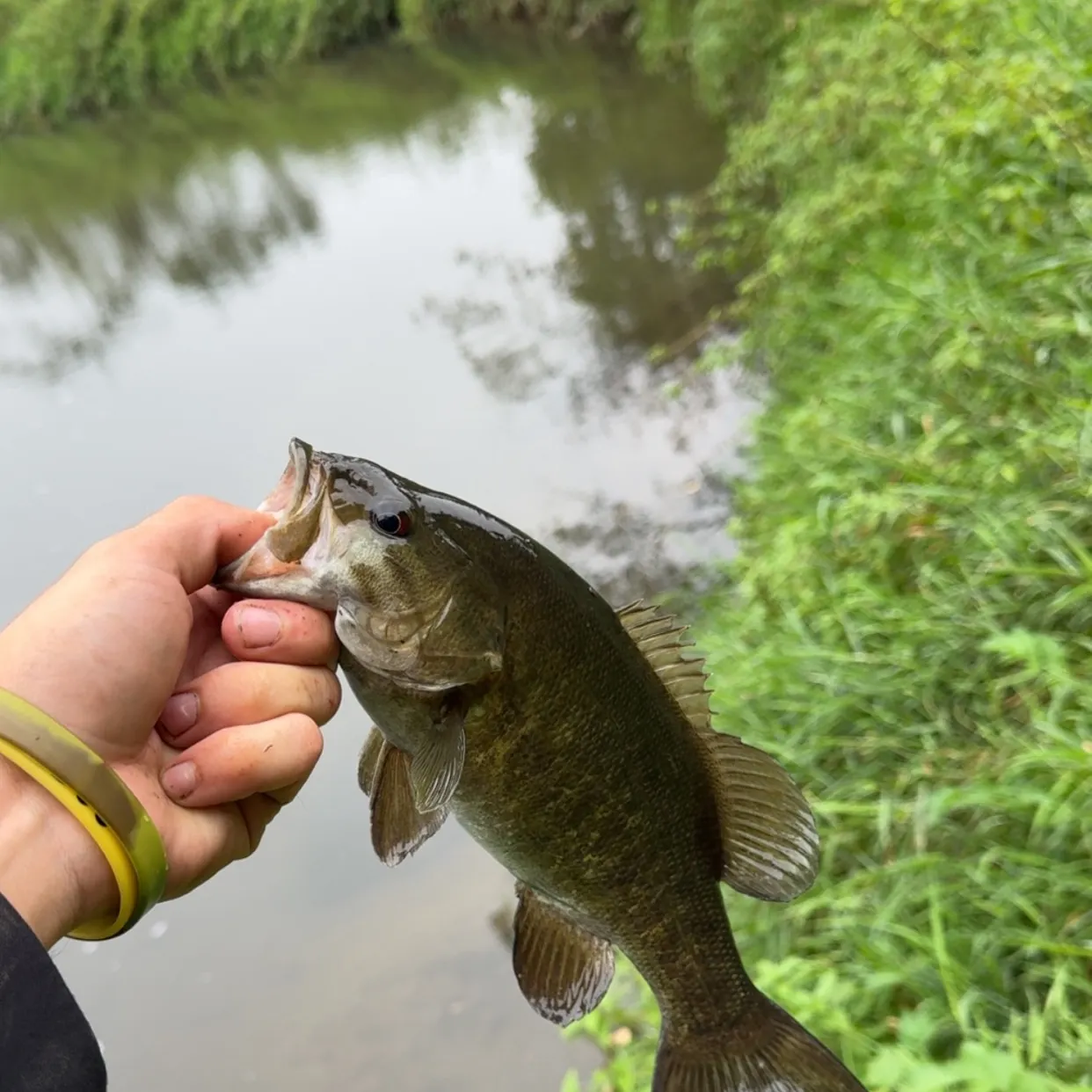 Smallmouth bass caught on Fishbrain