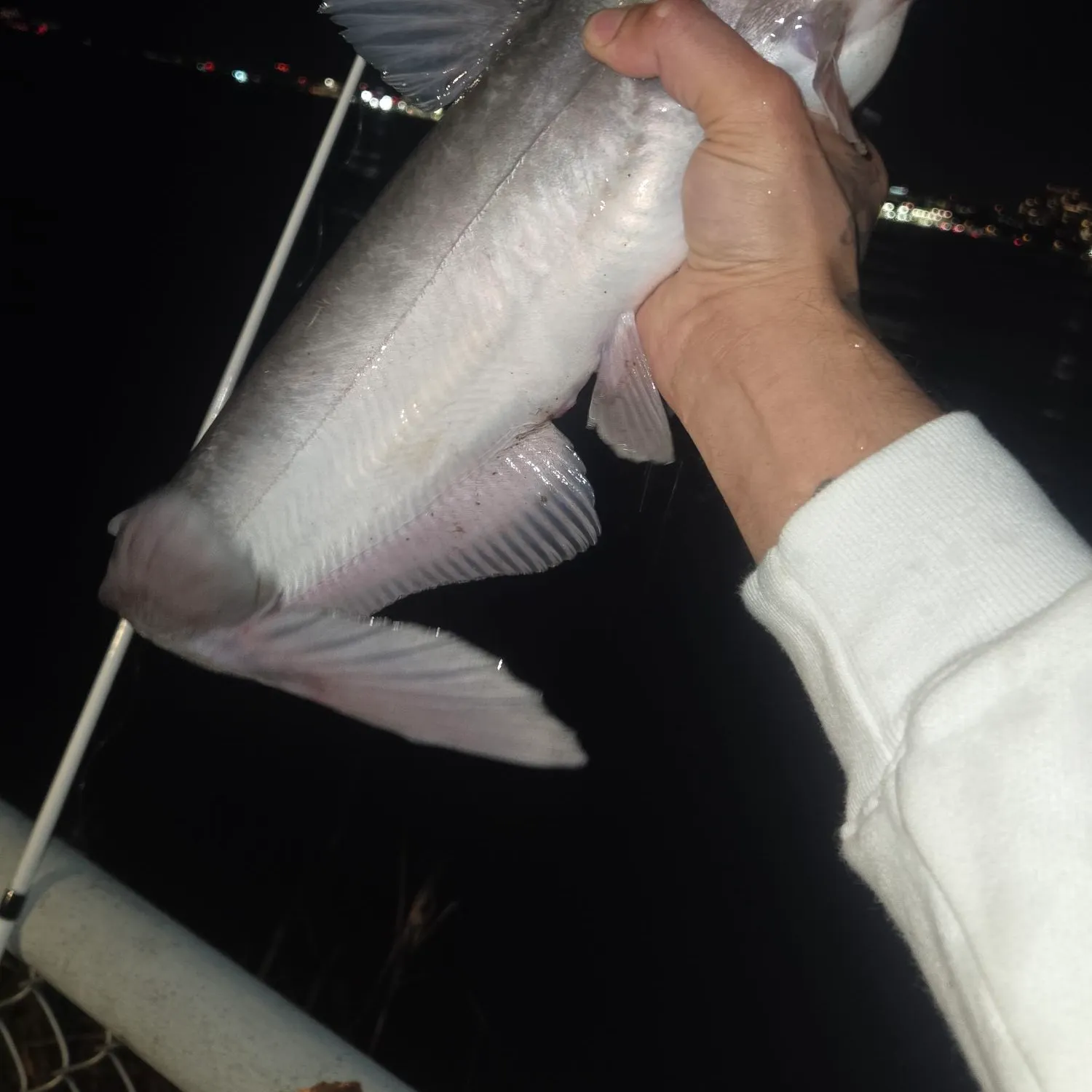 Channel catfish caught on Fishbrain
