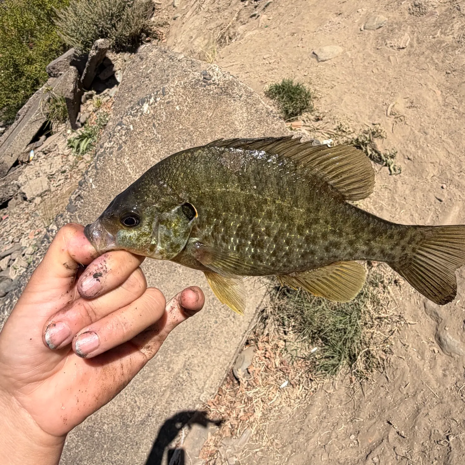 Redear sunfish caught on Fishbrain