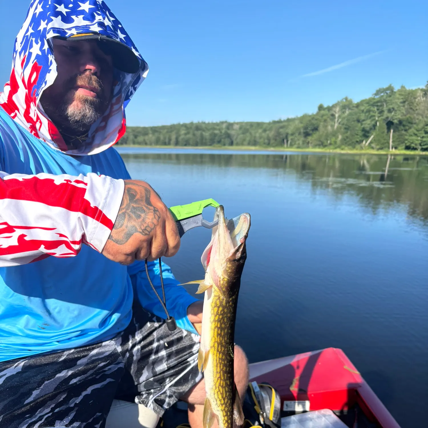 The most recent Grass pickerel catches on Fishbrain