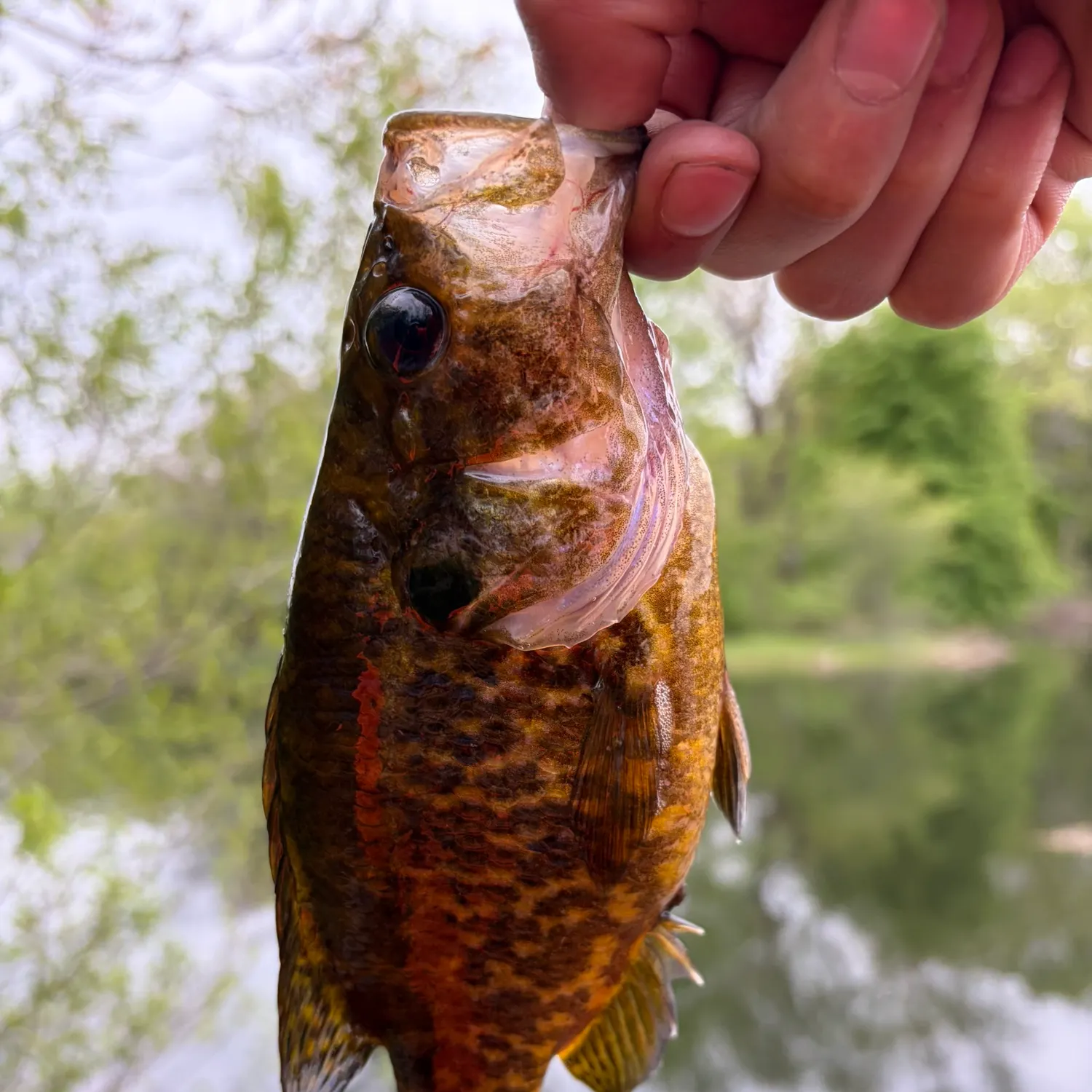 The most recent Warmouth catches on Fishbrain
