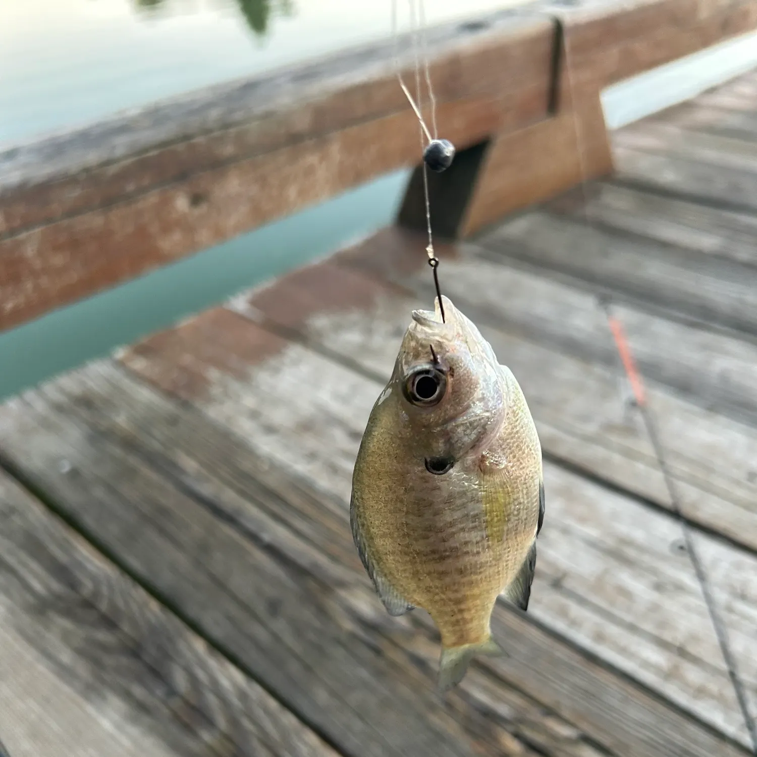 Bluegill caught on Fishbrain