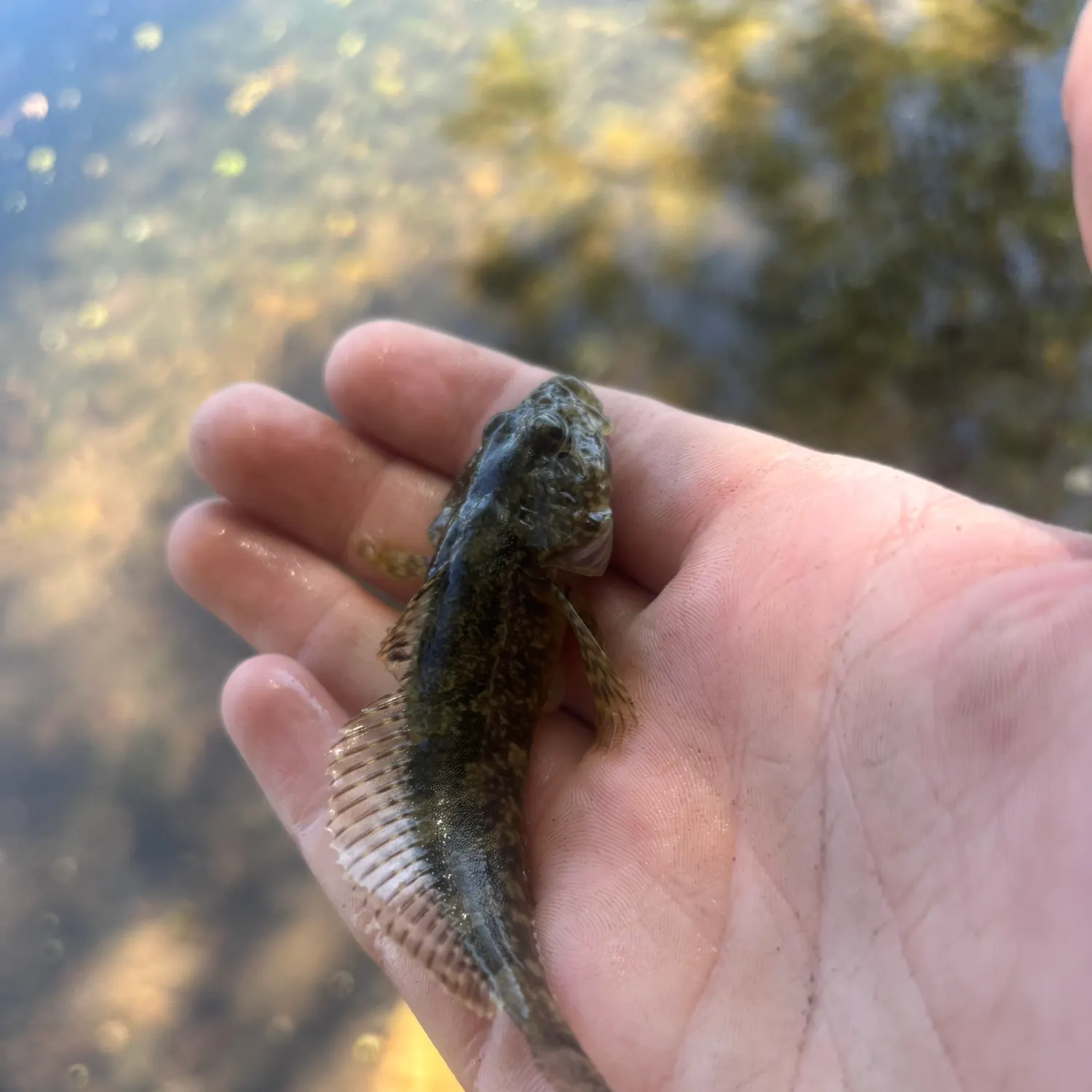 Prickly sculpin caught on Fishbrain