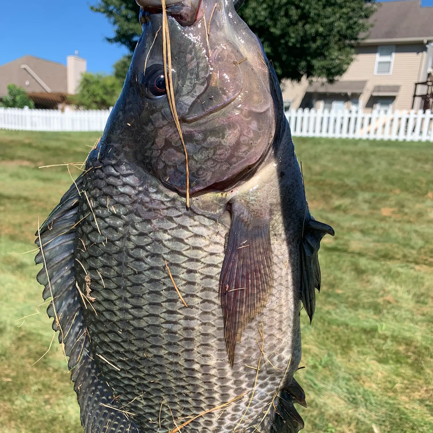The most recent Nile tilapia catches on Fishbrain