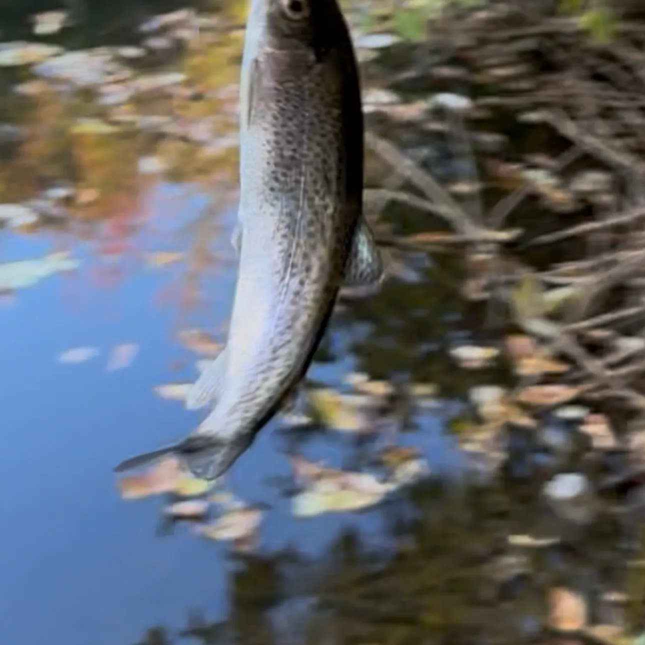 Coastal cutthroat trout caught on Fishbrain
