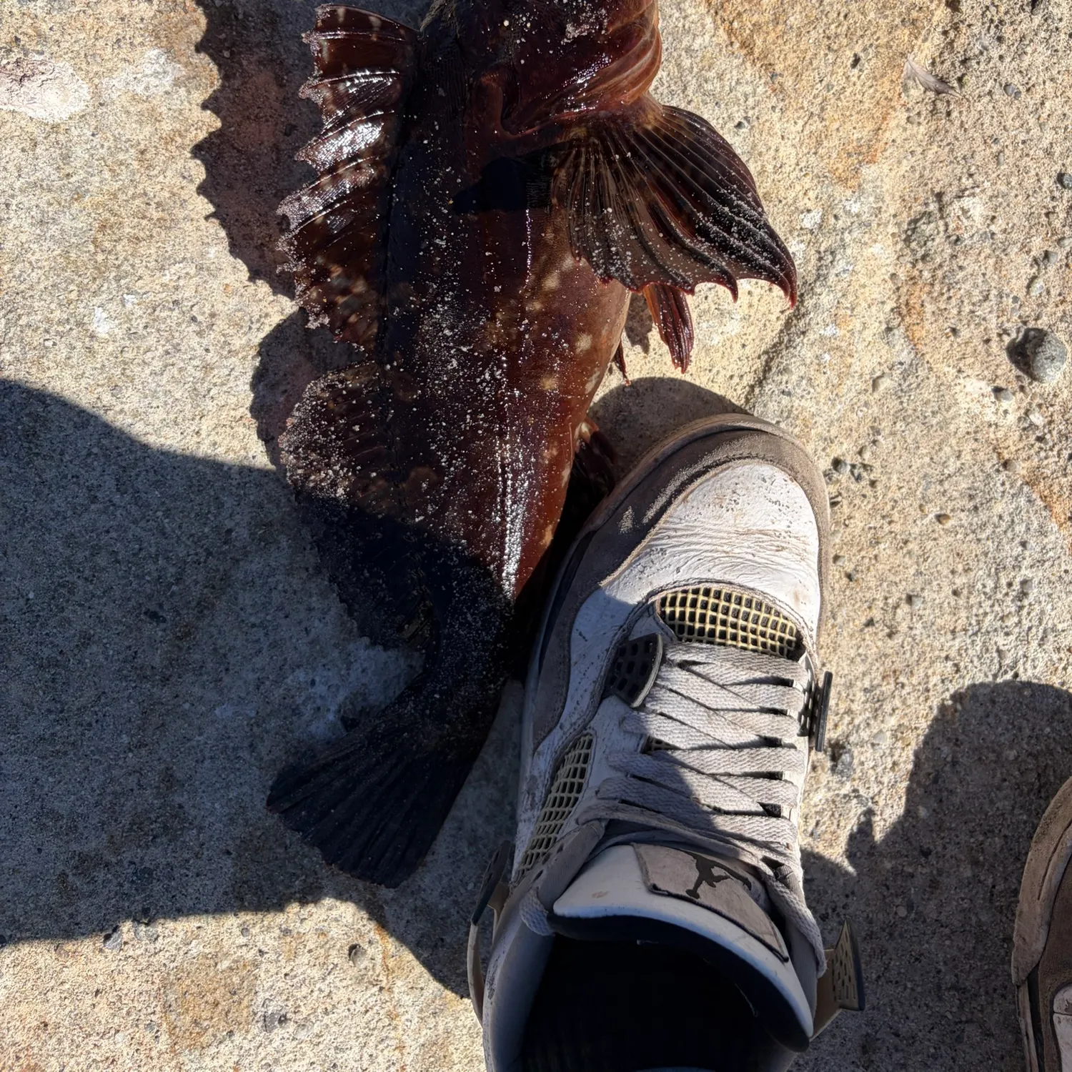 The most recent Cabezon catches on Fishbrain