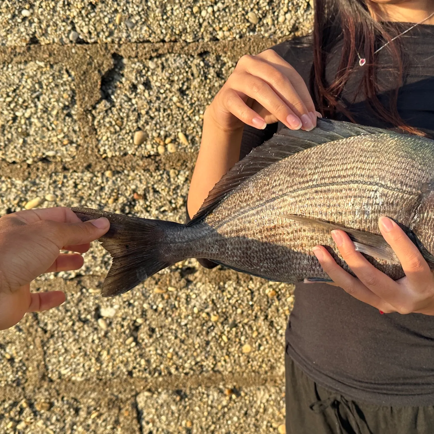 Black seabream caught on Fishbrain