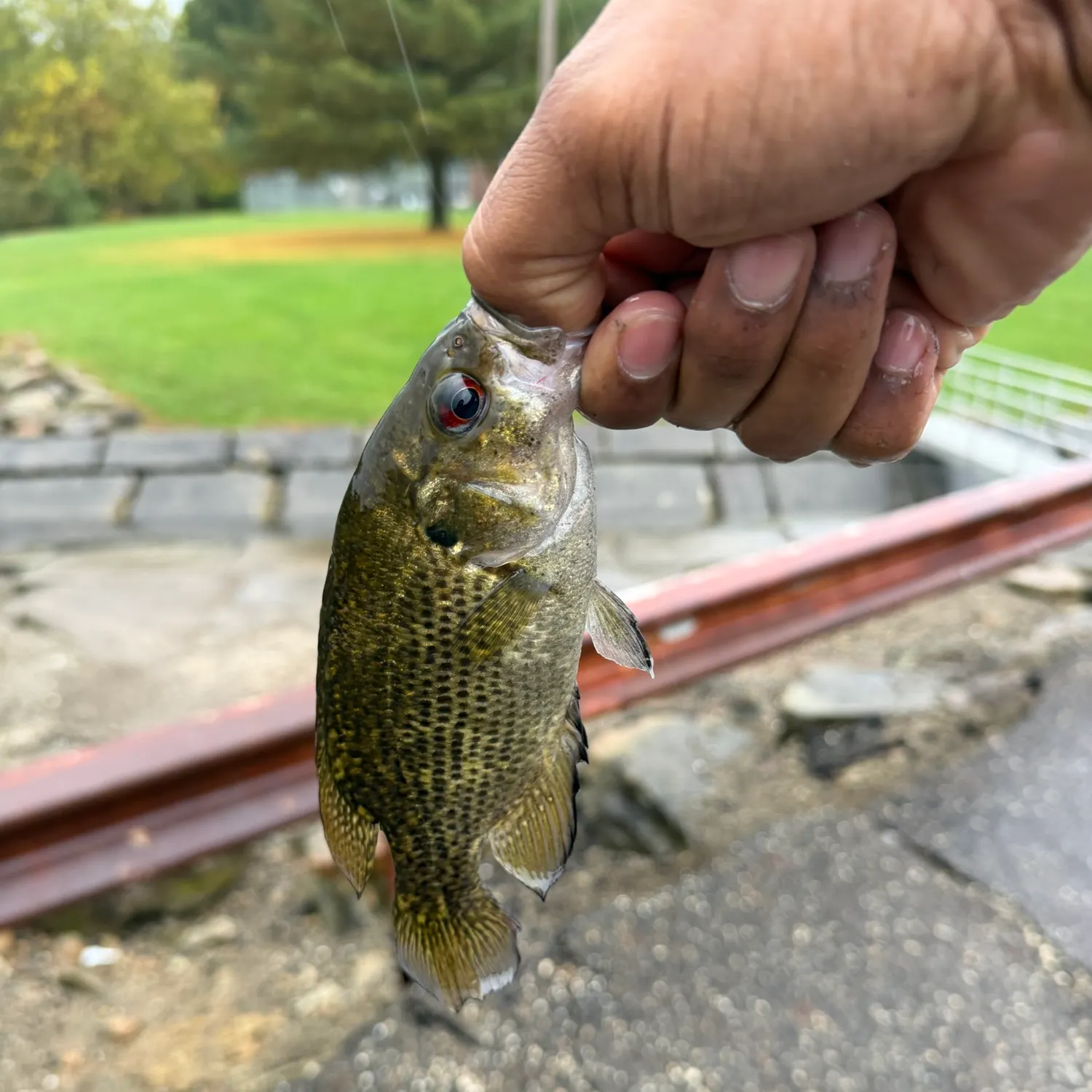 Rock bass caught on Fishbrain
