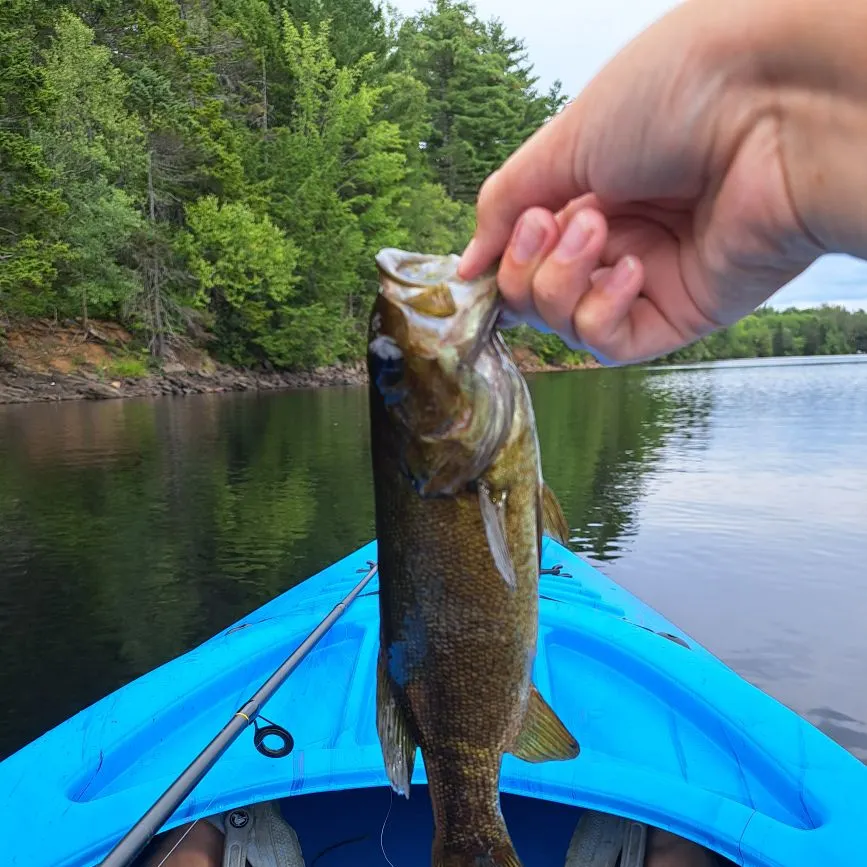 Smallmouth bass caught on Fishbrain