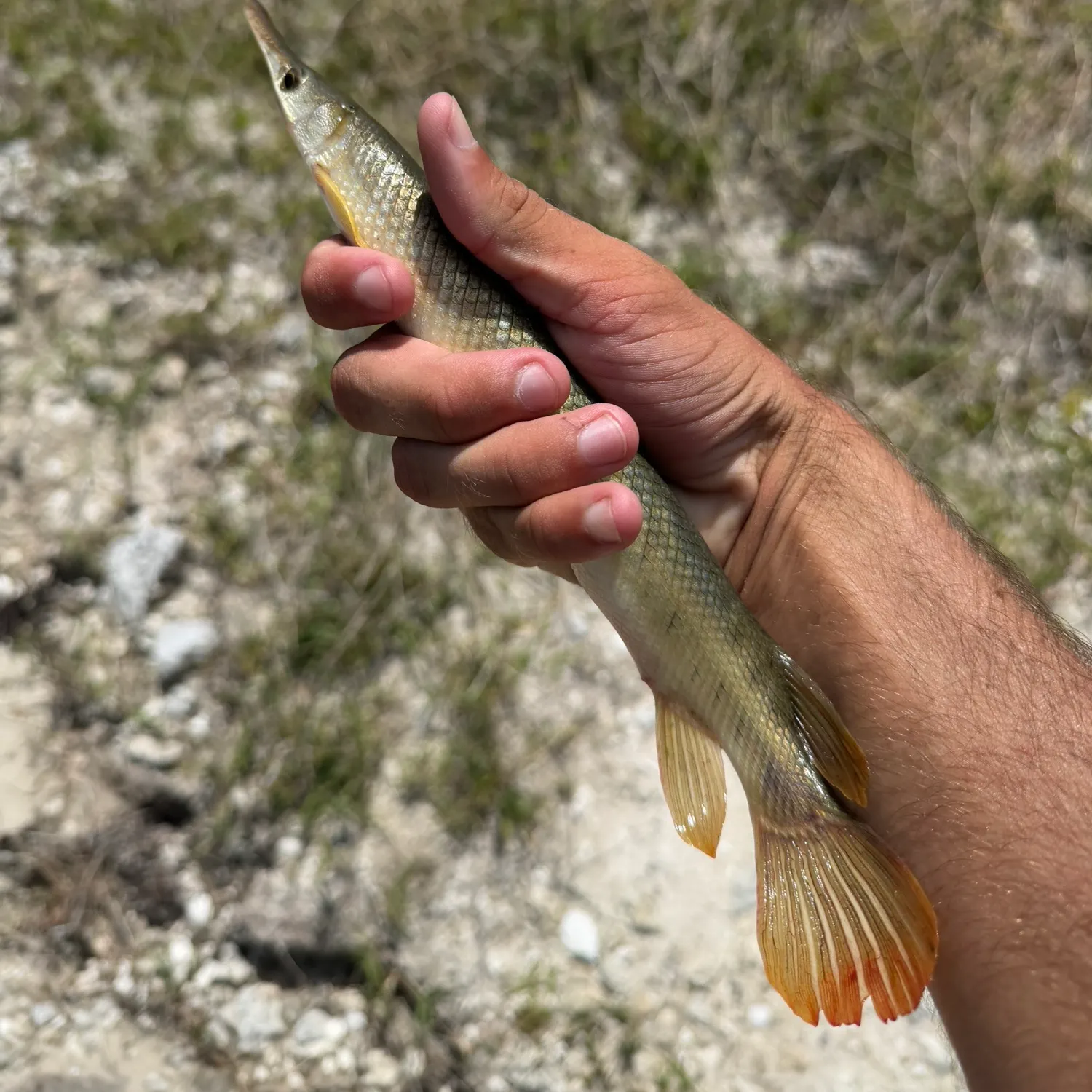 The most recent Florida gar catches on Fishbrain