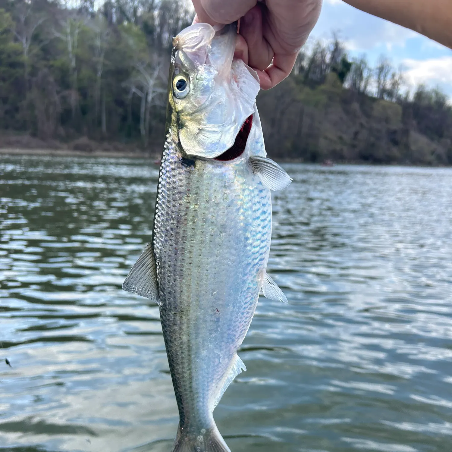 The most recent Hickory shad catches on Fishbrain