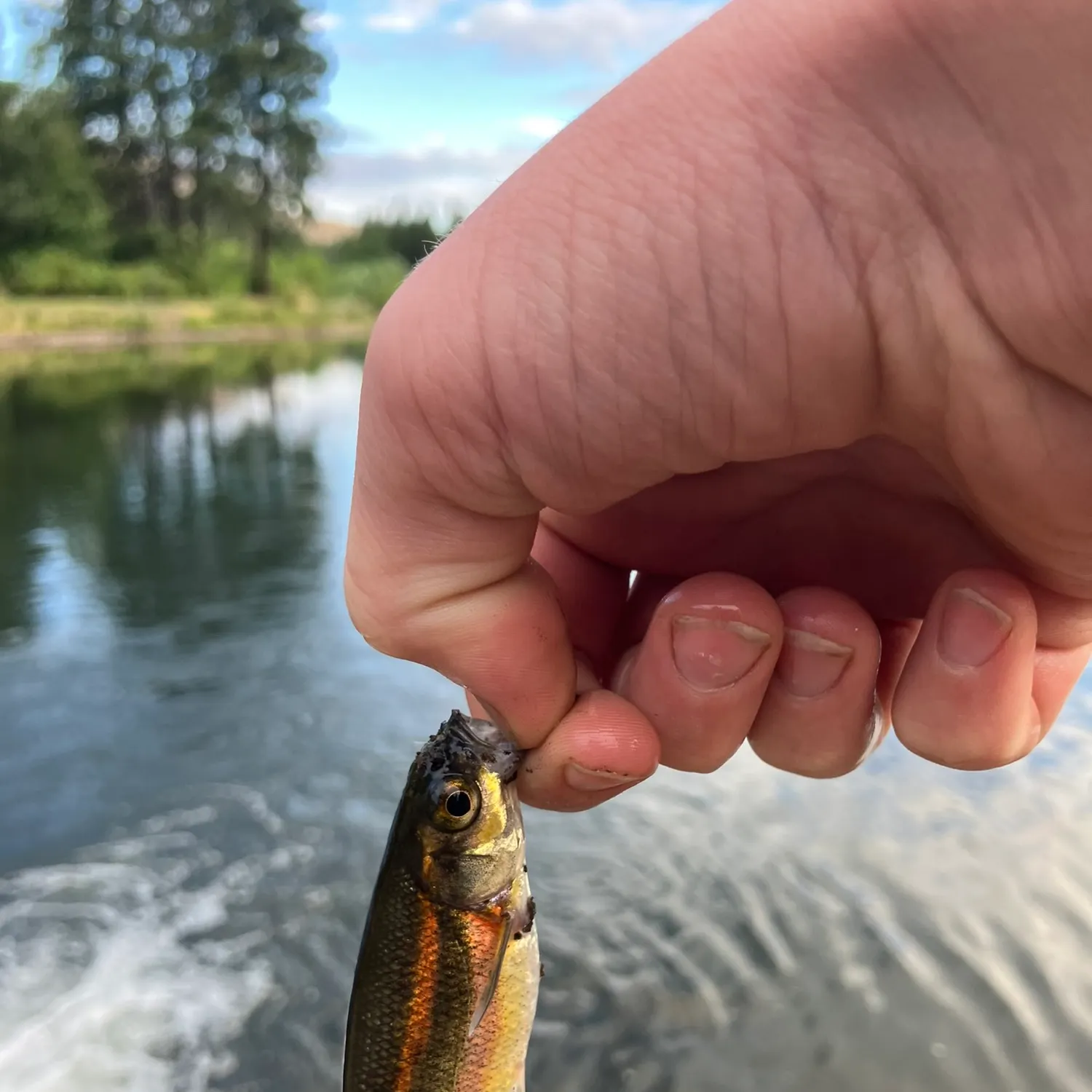 The most recent Redside shiner catches on Fishbrain