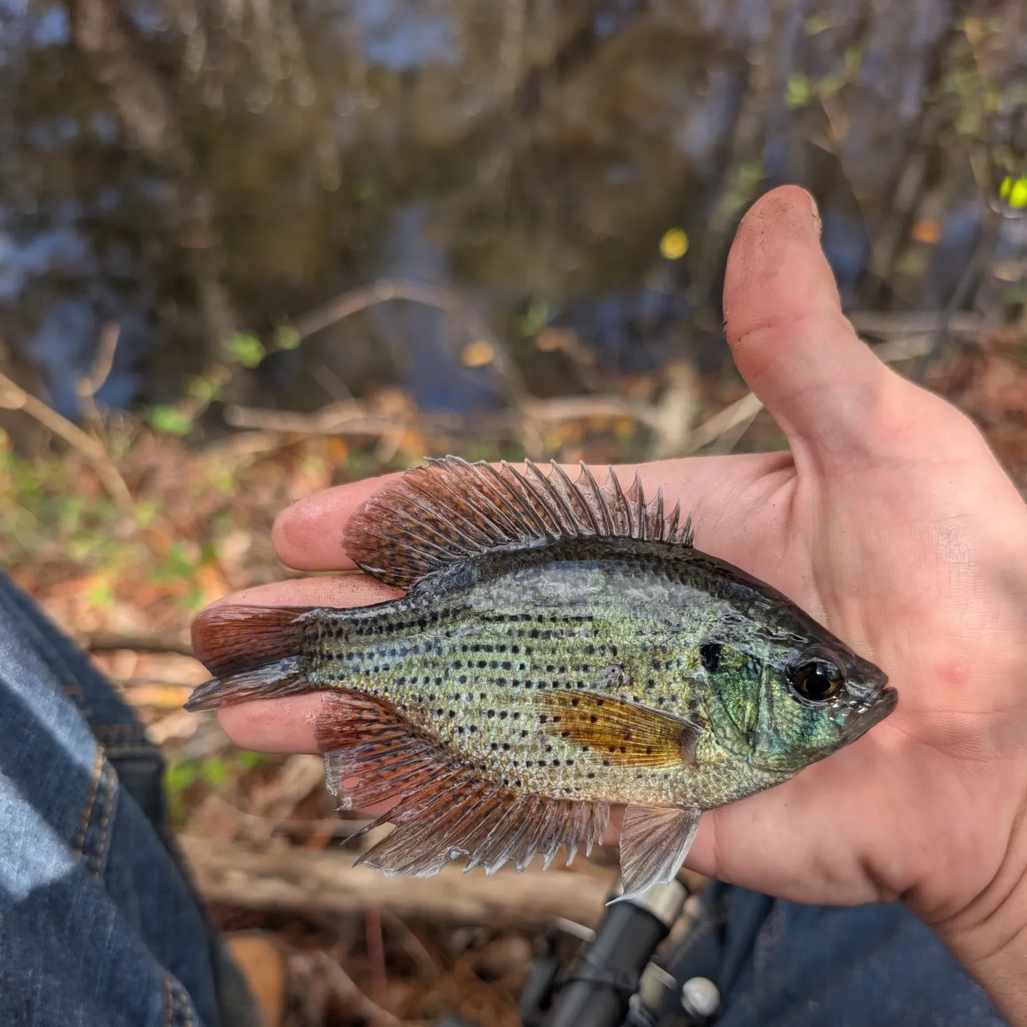 Flier caught on Fishbrain