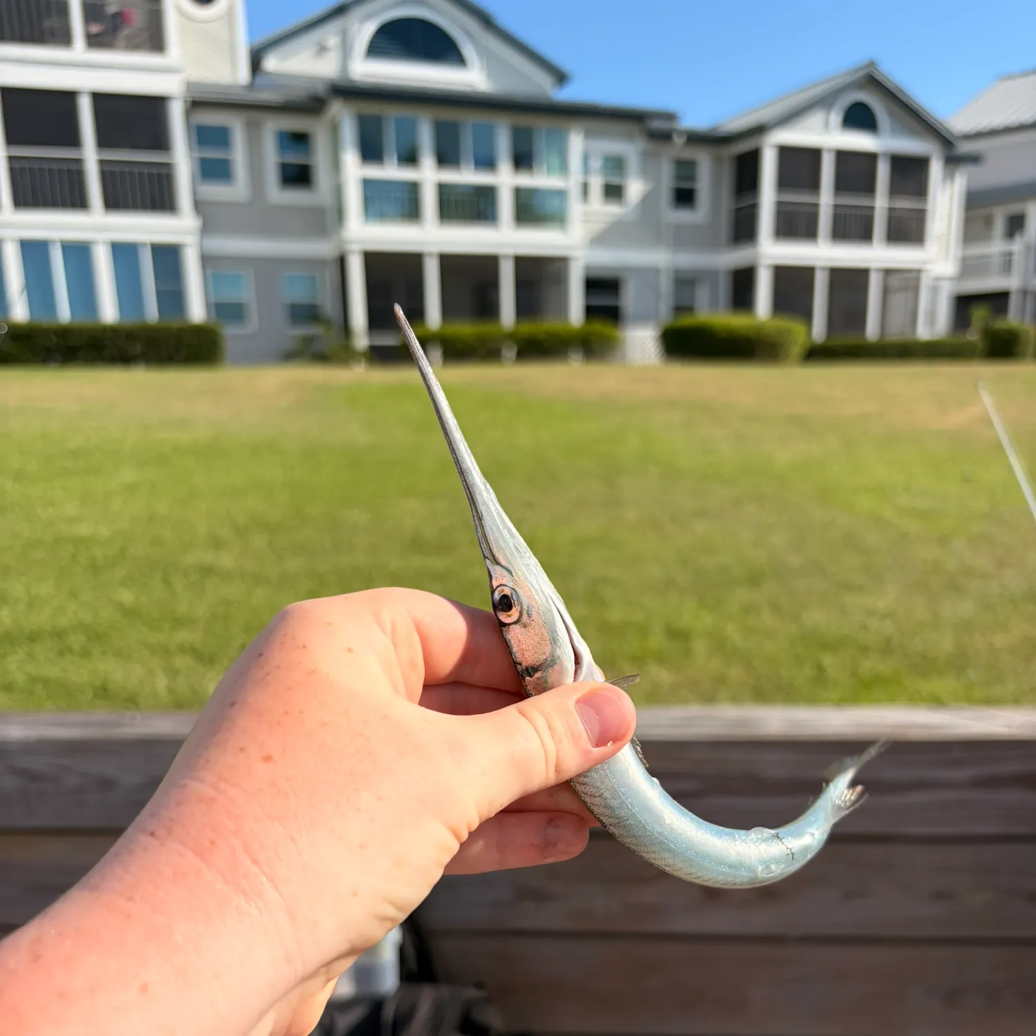The most recent Hound needlefish catches on Fishbrain