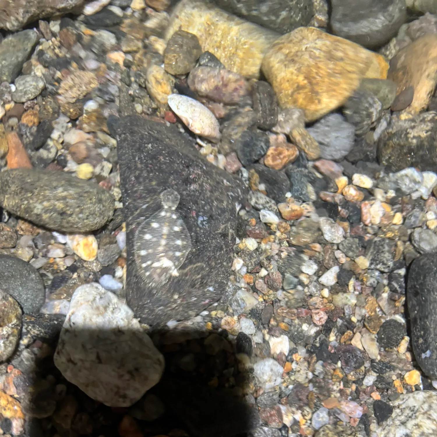 The most recent California halibut catches on Fishbrain