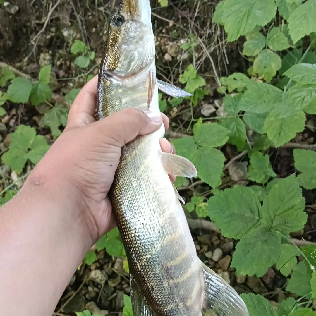Northern pike caught on Fishbrain