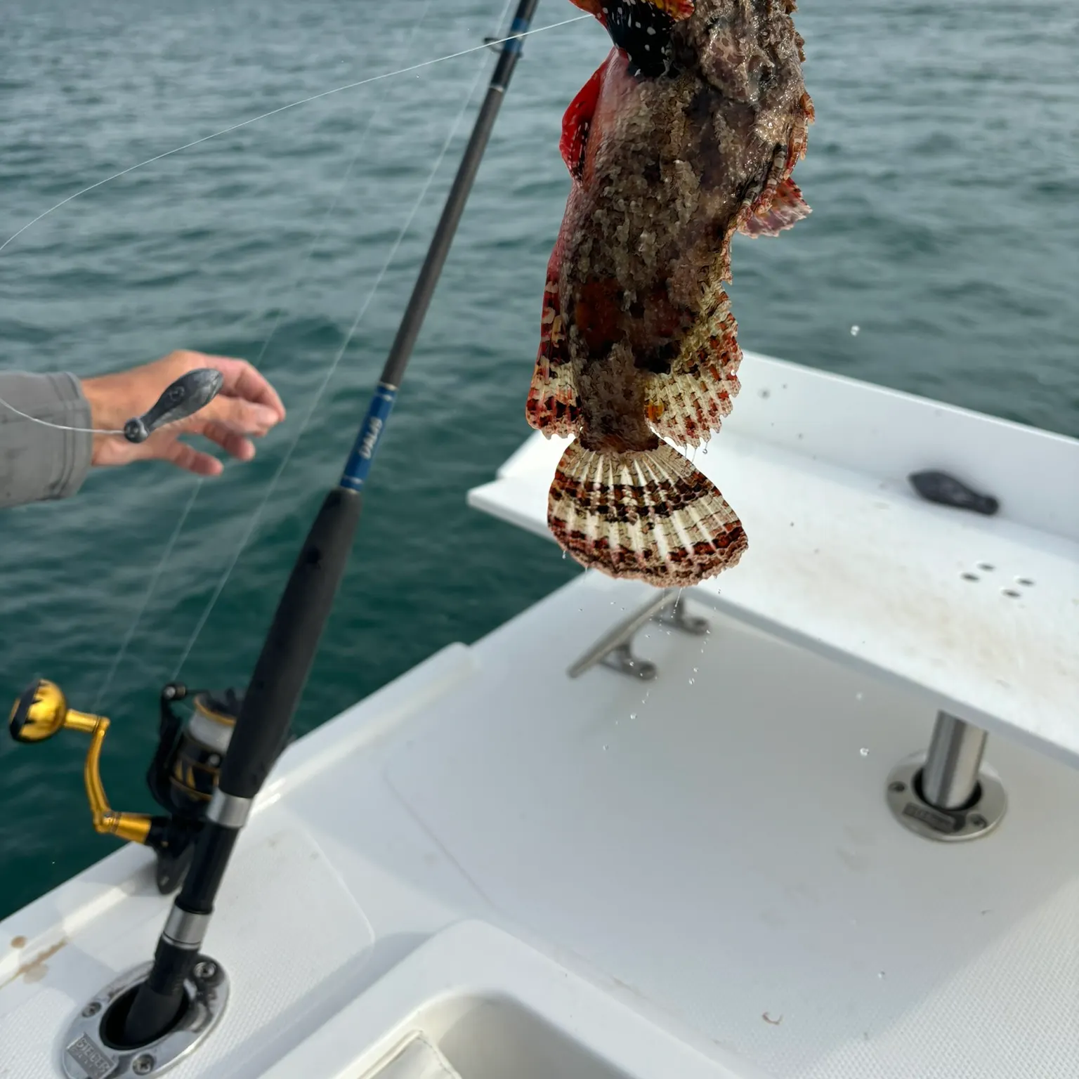 The most recent Pacific spotted scorpionfish catches on Fishbrain