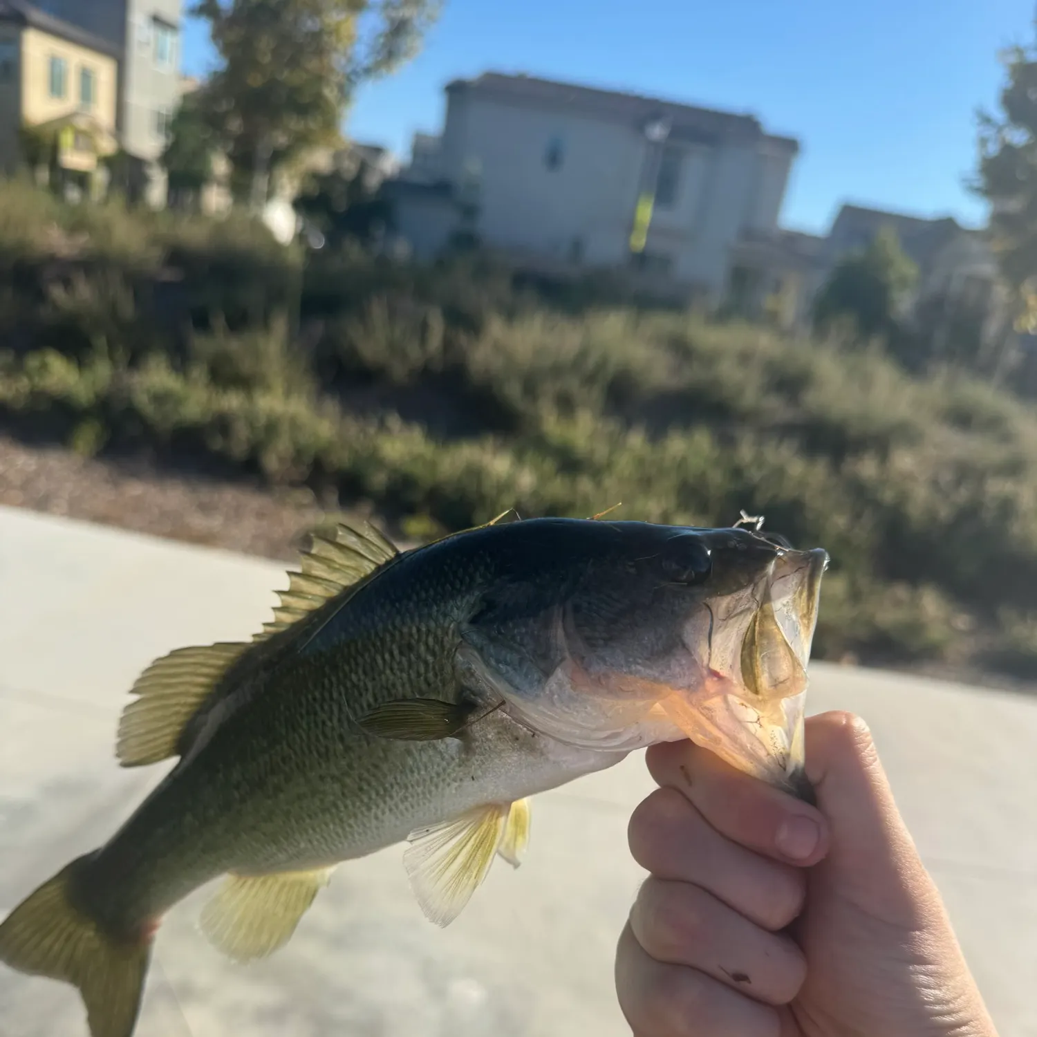 catch