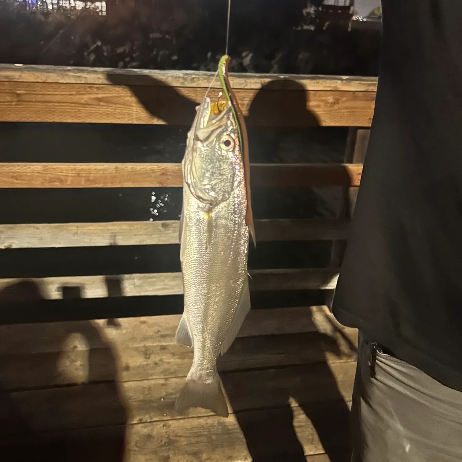 Shortfin corvina caught on Fishbrain