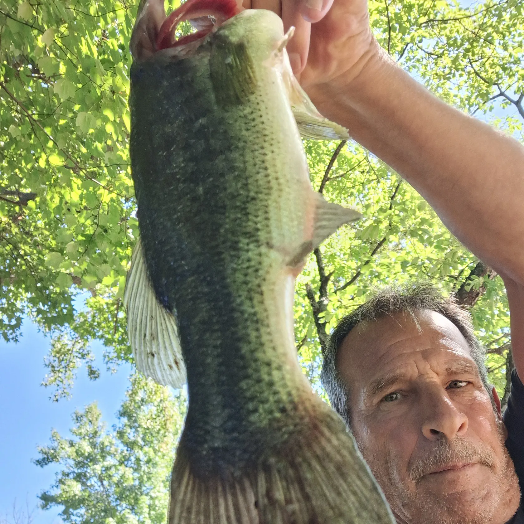 Largemouth bass caught on Fishbrain