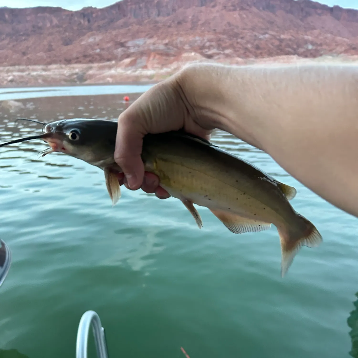 Channel catfish caught on Fishbrain