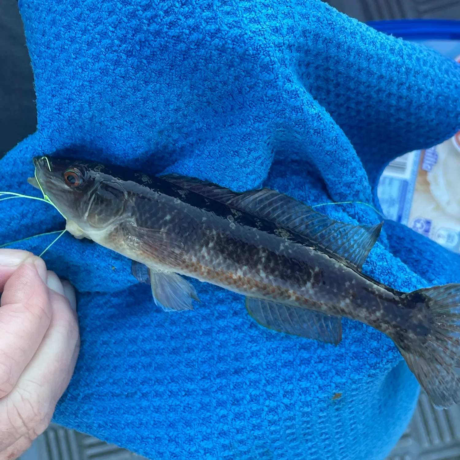The most recent Blue weed whiting catches on Fishbrain