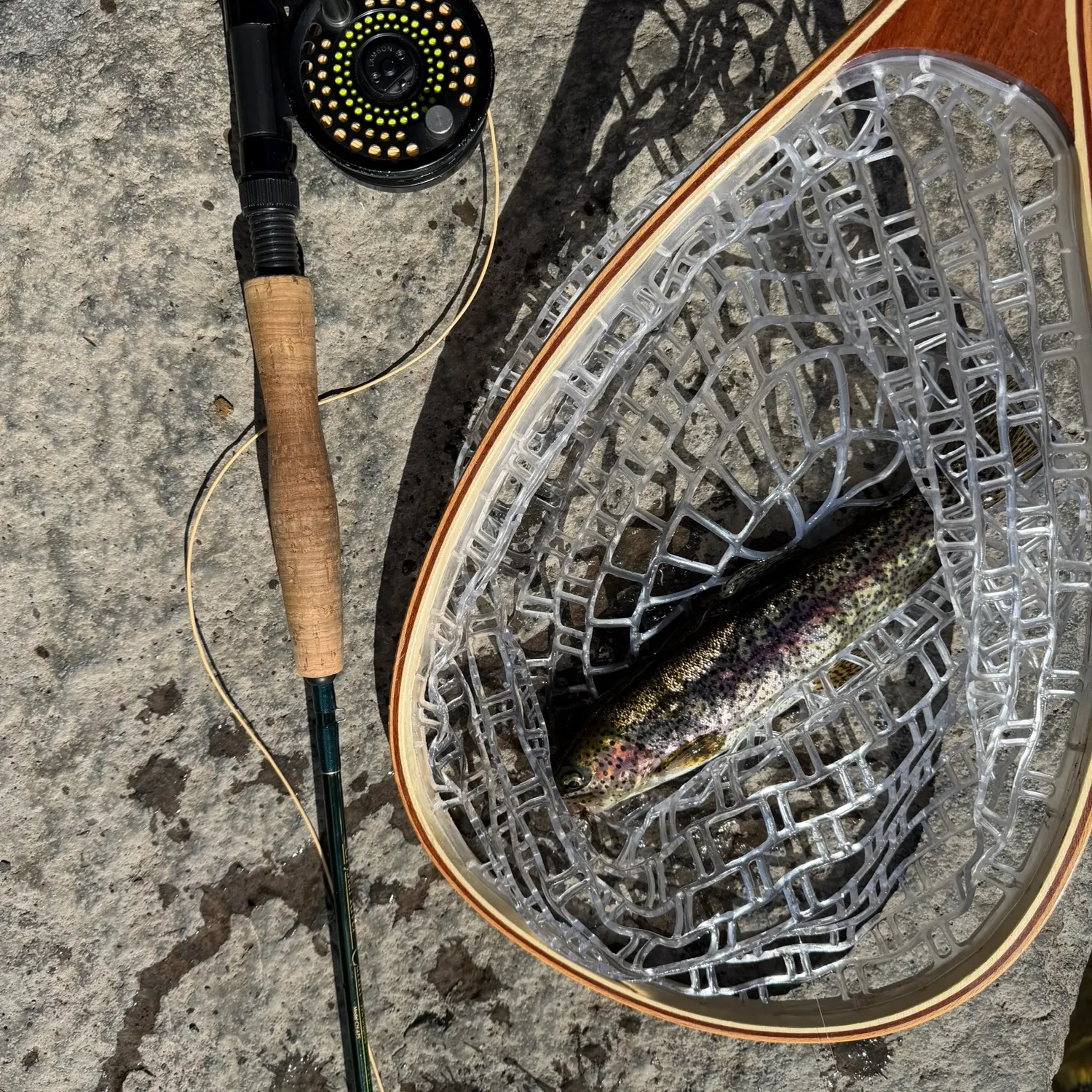 Rainbow trout caught on Fishbrain