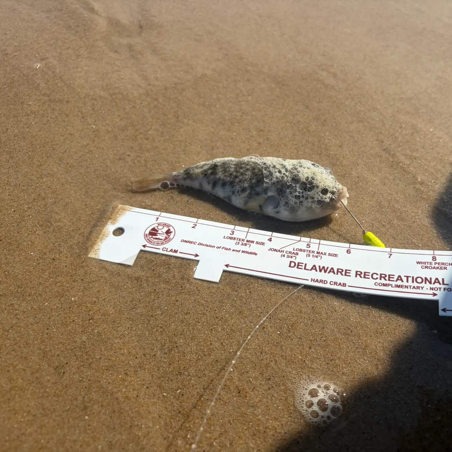 Northern puffer caught on Fishbrain