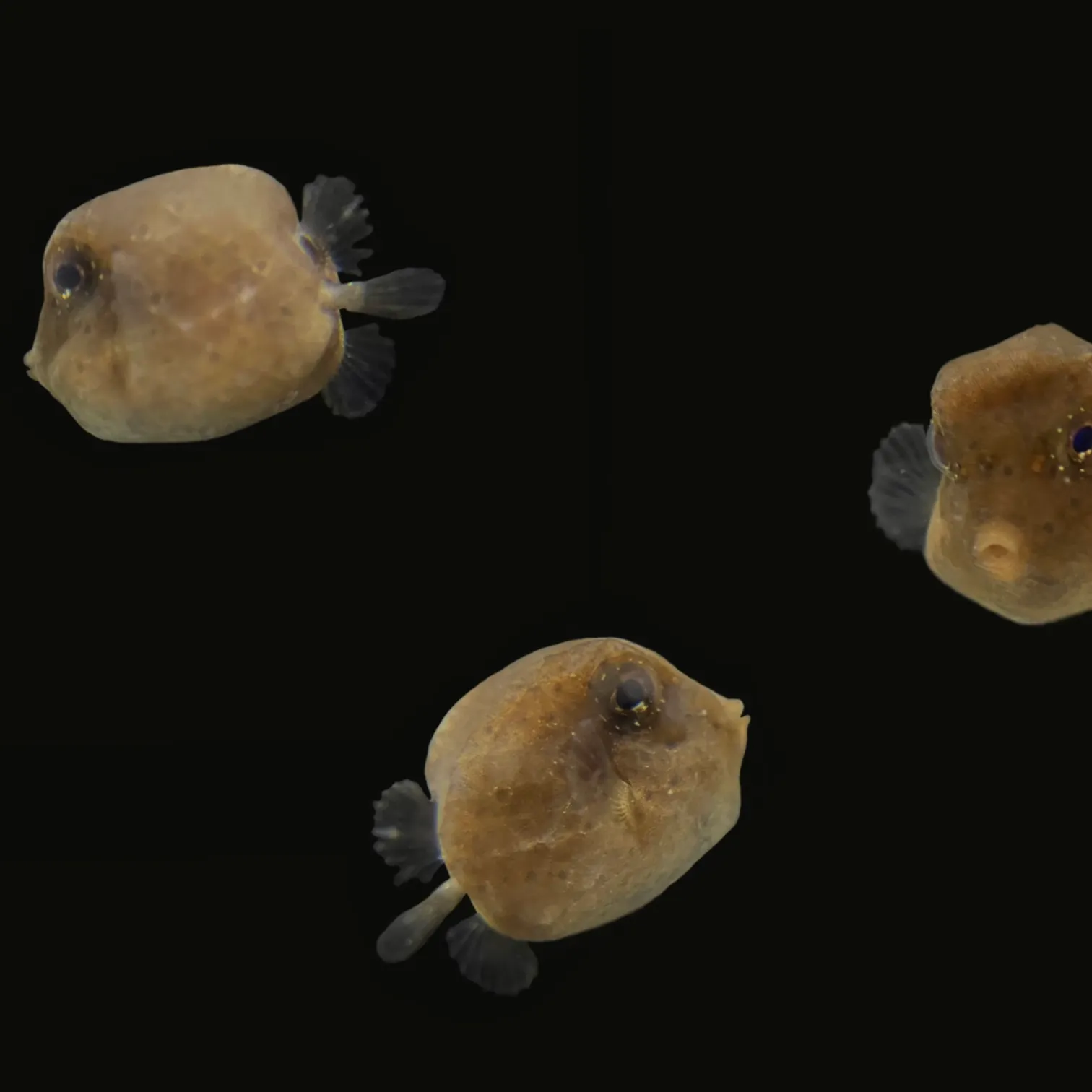 The most recent Buffalo trunkfish catches on Fishbrain