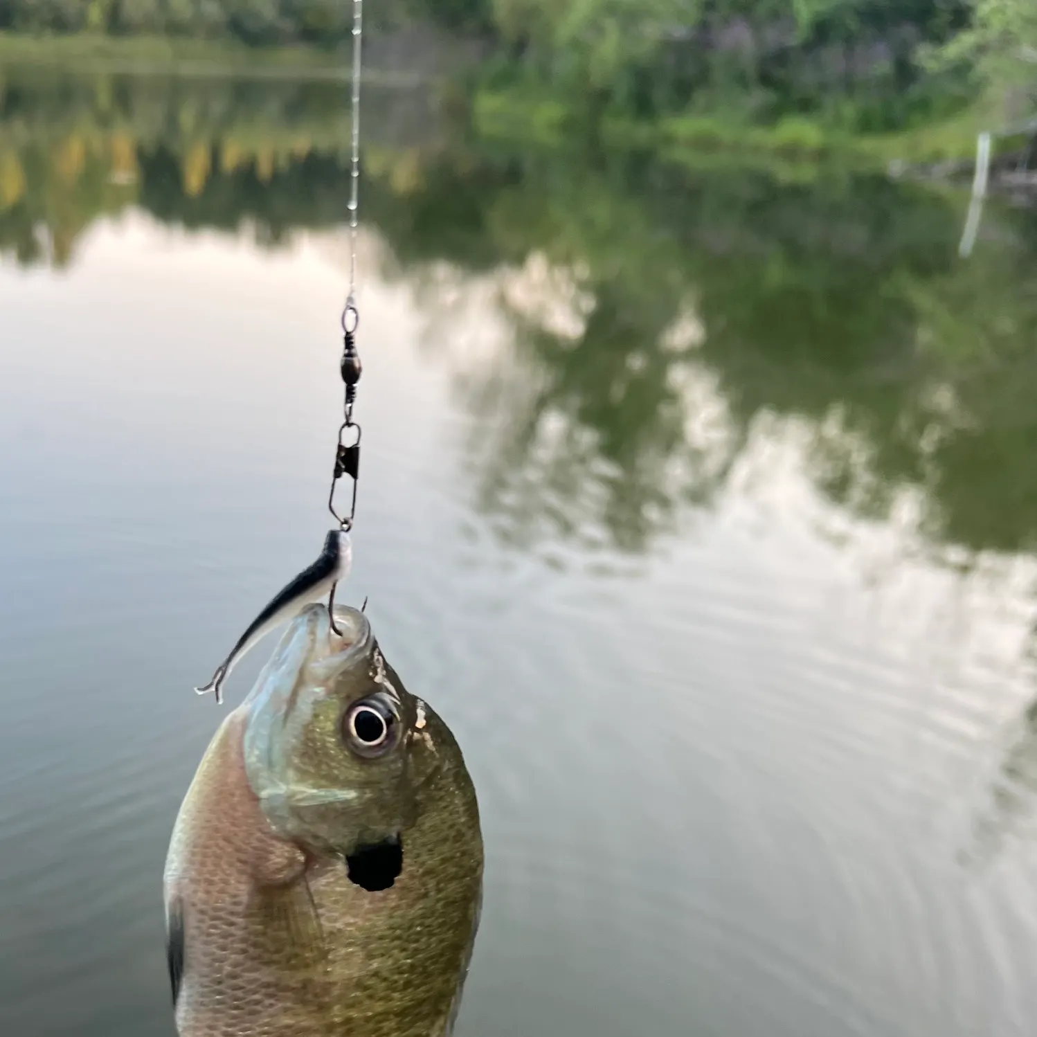 Bluegill caught on Fishbrain