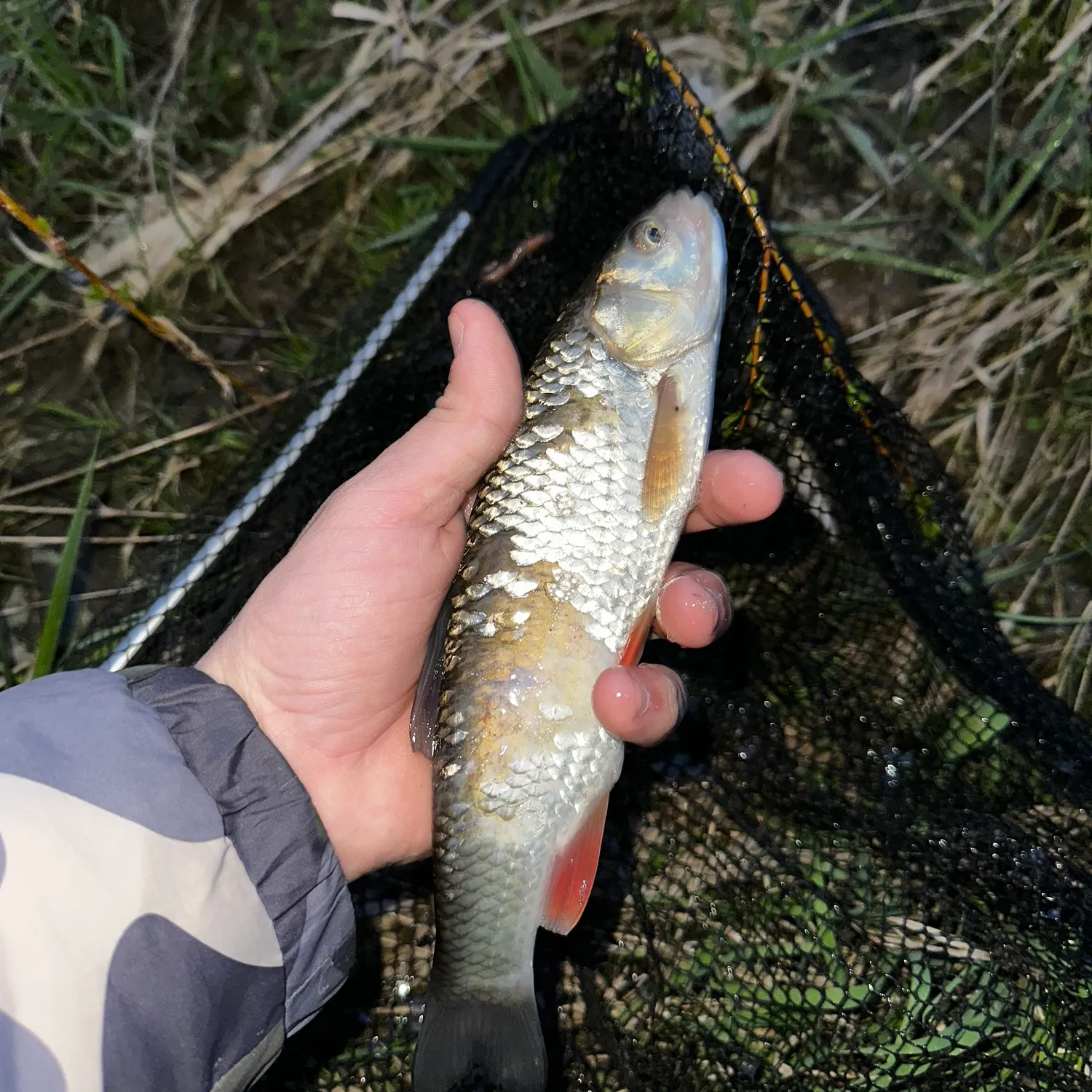 The most recent European chub catches on Fishbrain